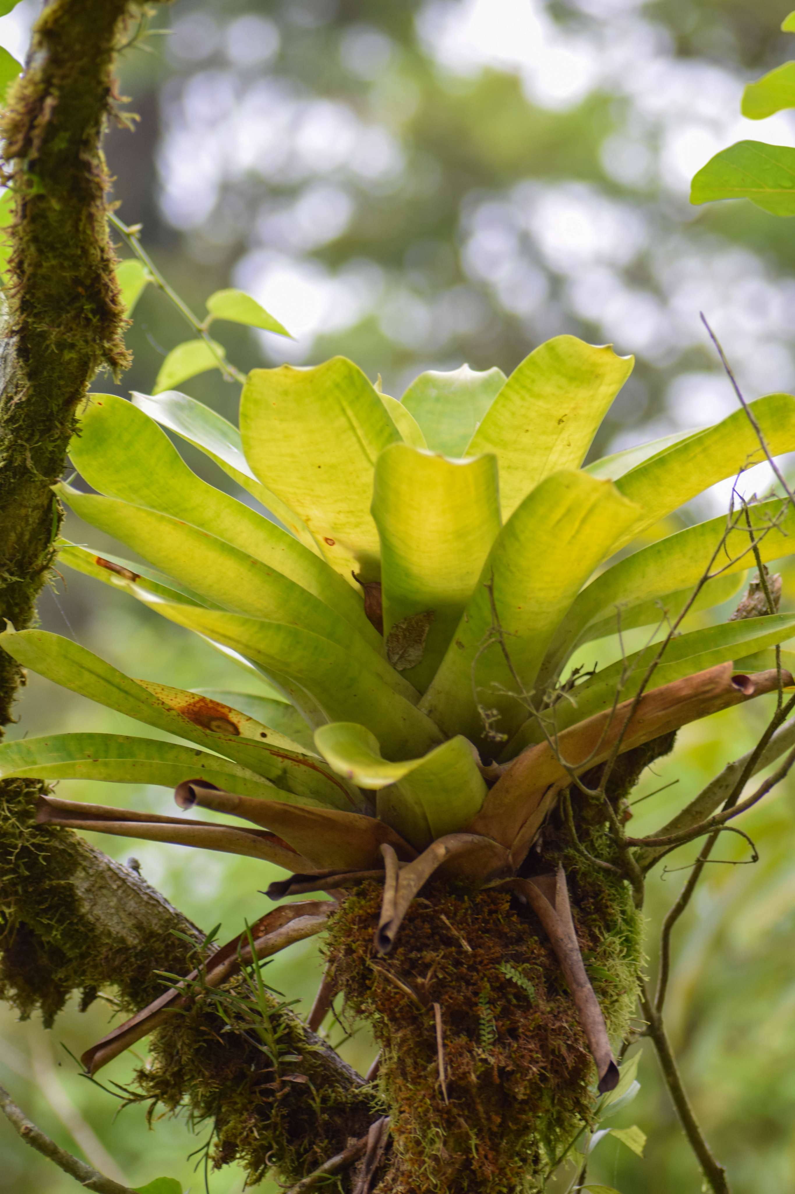 Large bromeliad