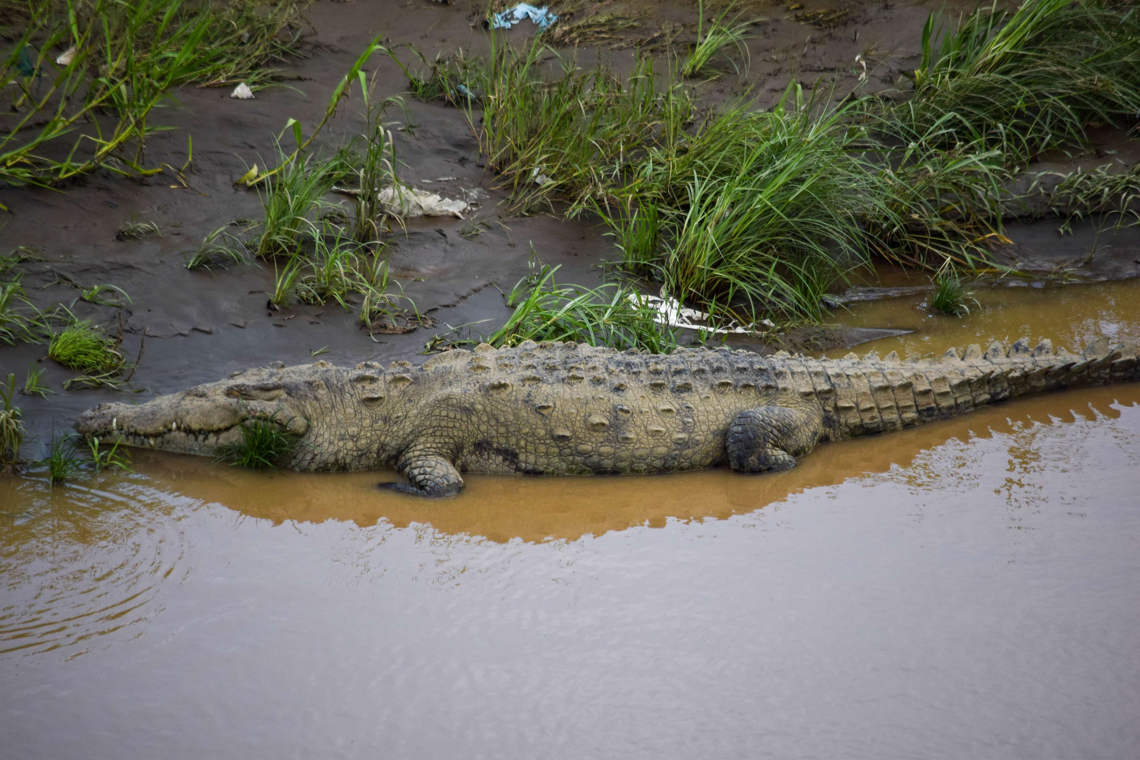 Crocodile