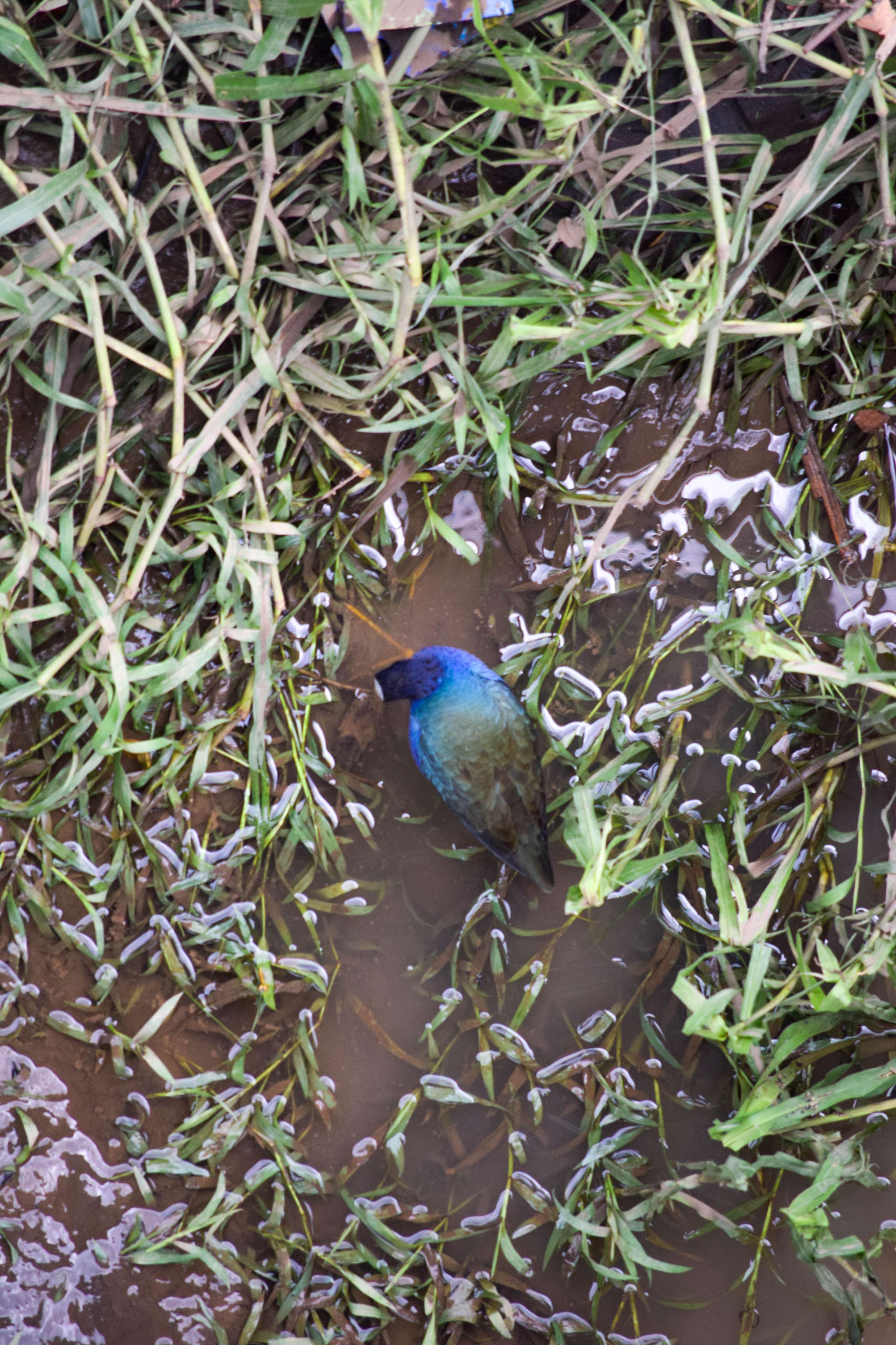 American Purple Gallinule