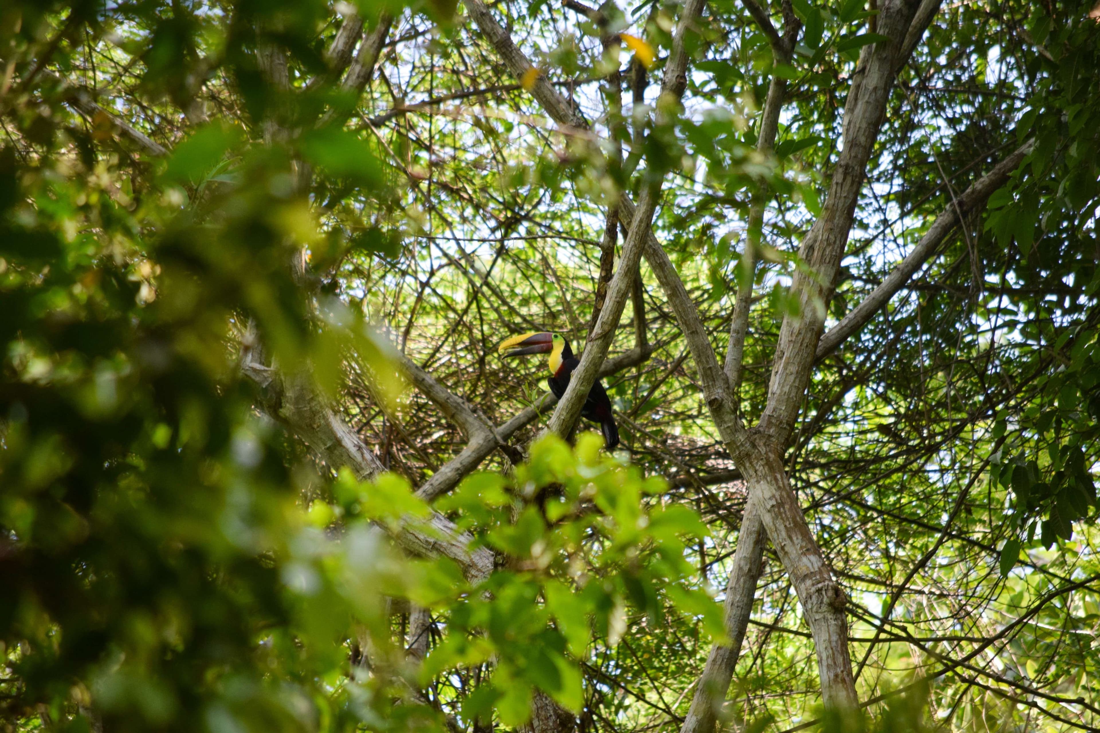 Yellow-throated Toucan