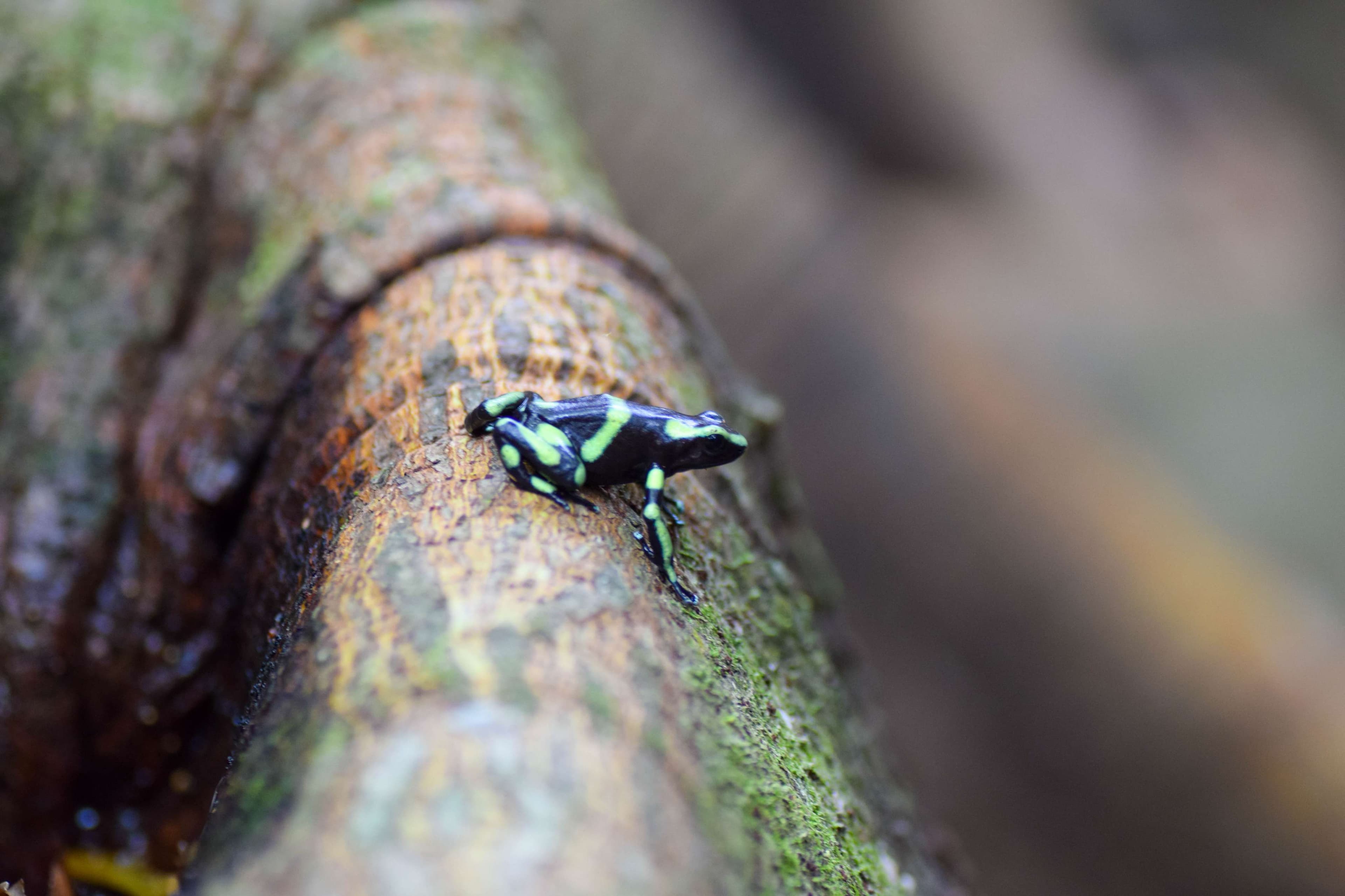 Costa Rican Green and Black Poison Dart Frog