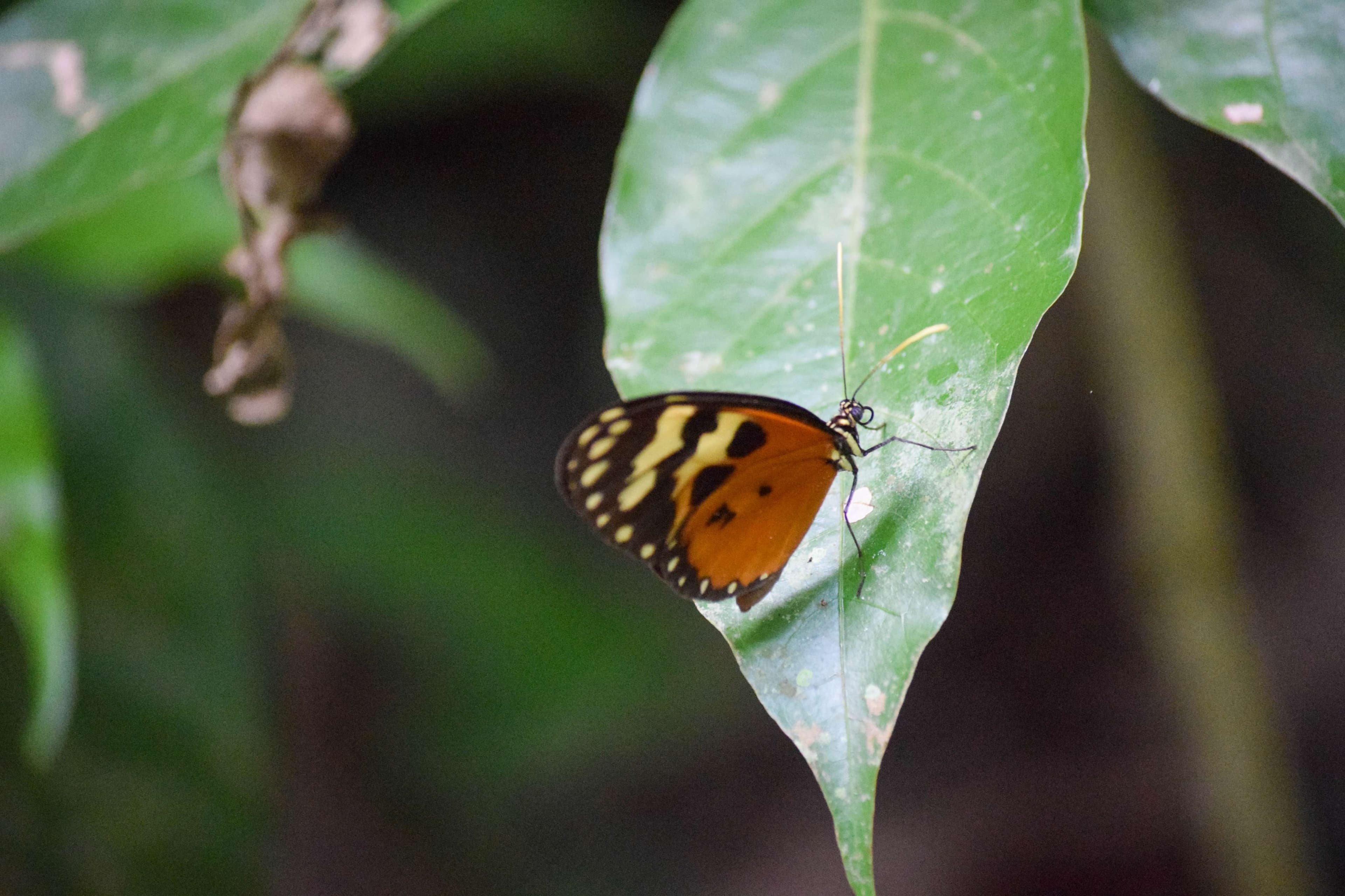 Melinaea Clearwing Butterfly