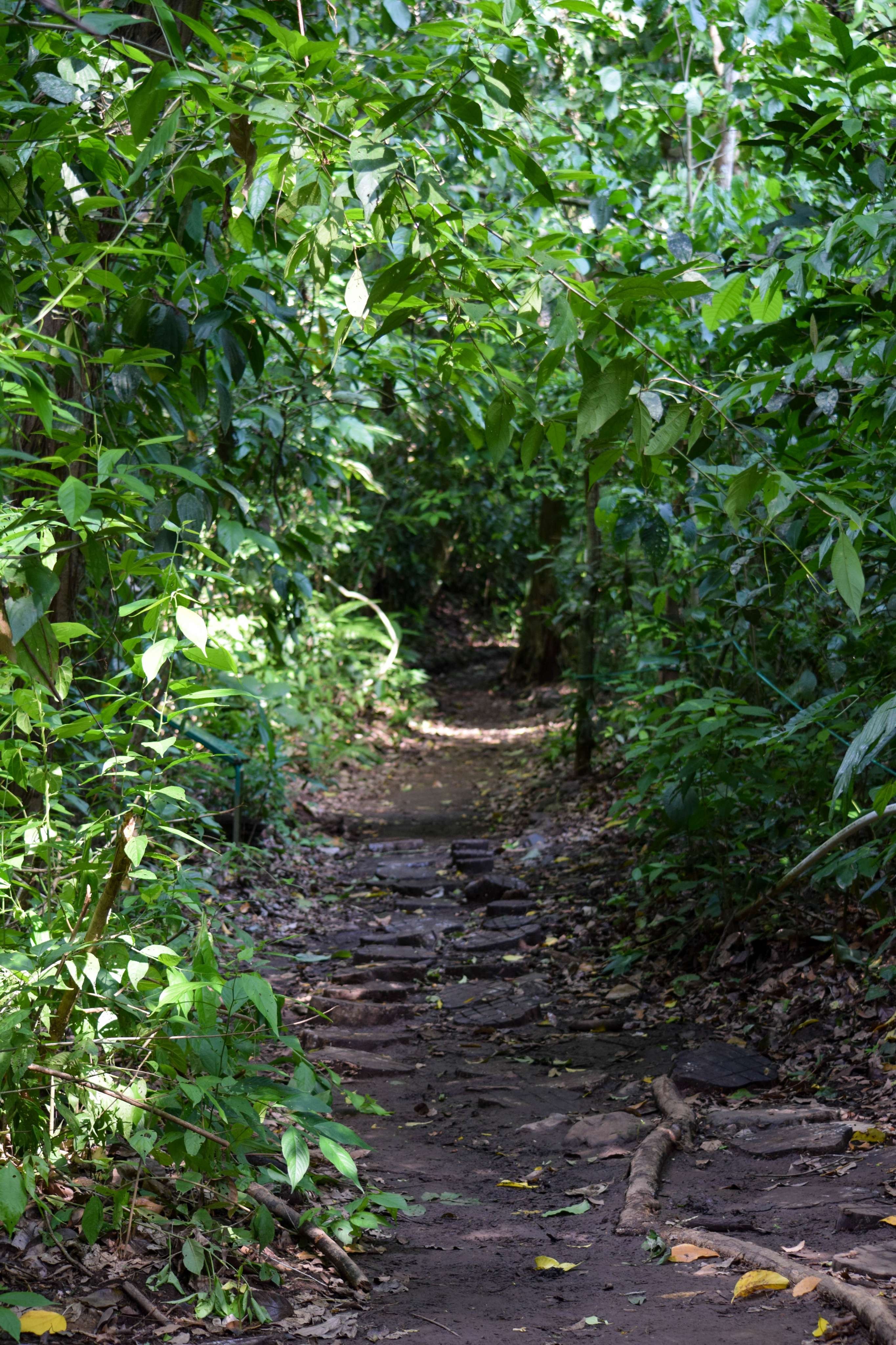 Jungle path