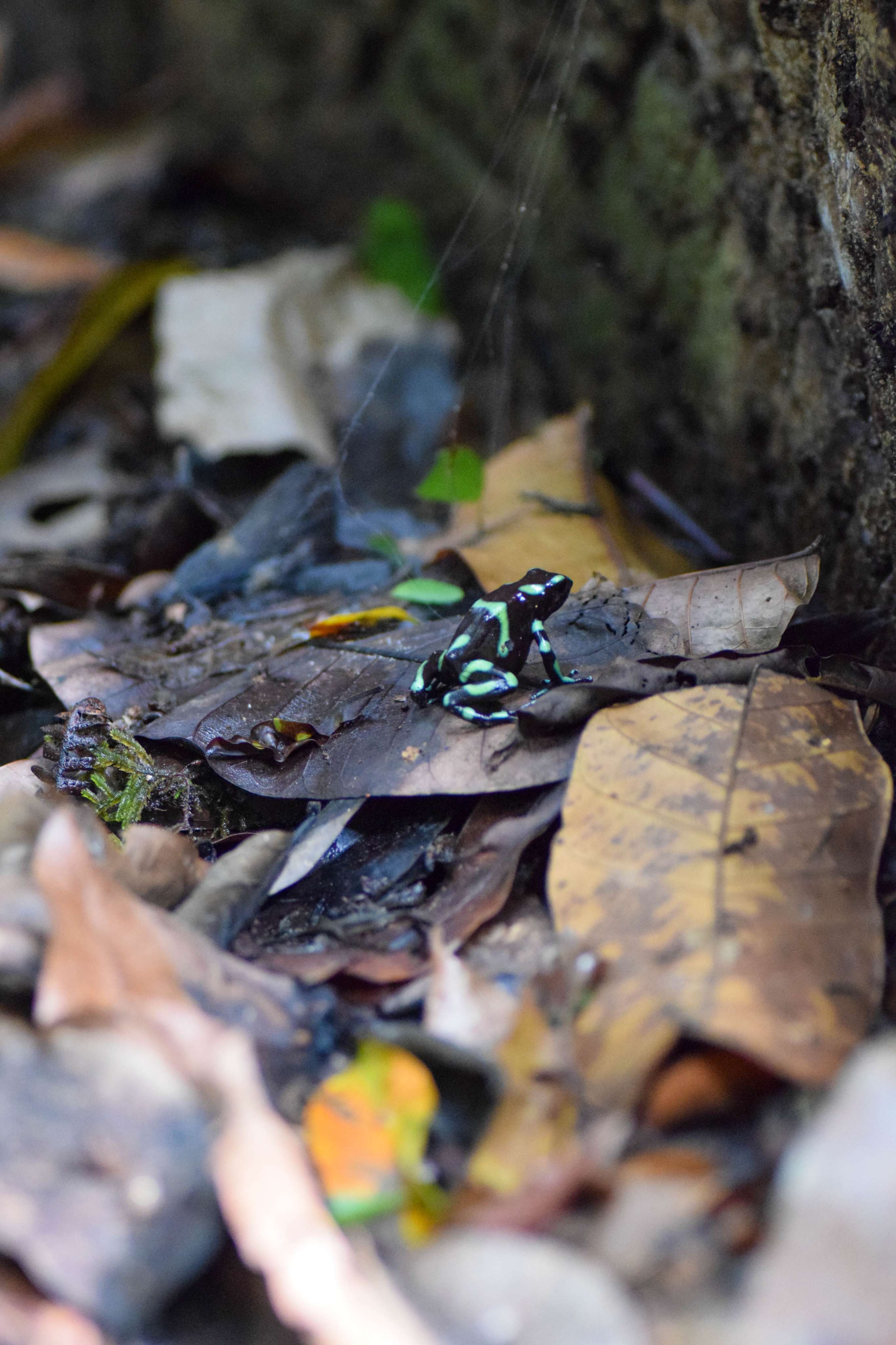 Costa Rican Green and Black Poison Dart Frog