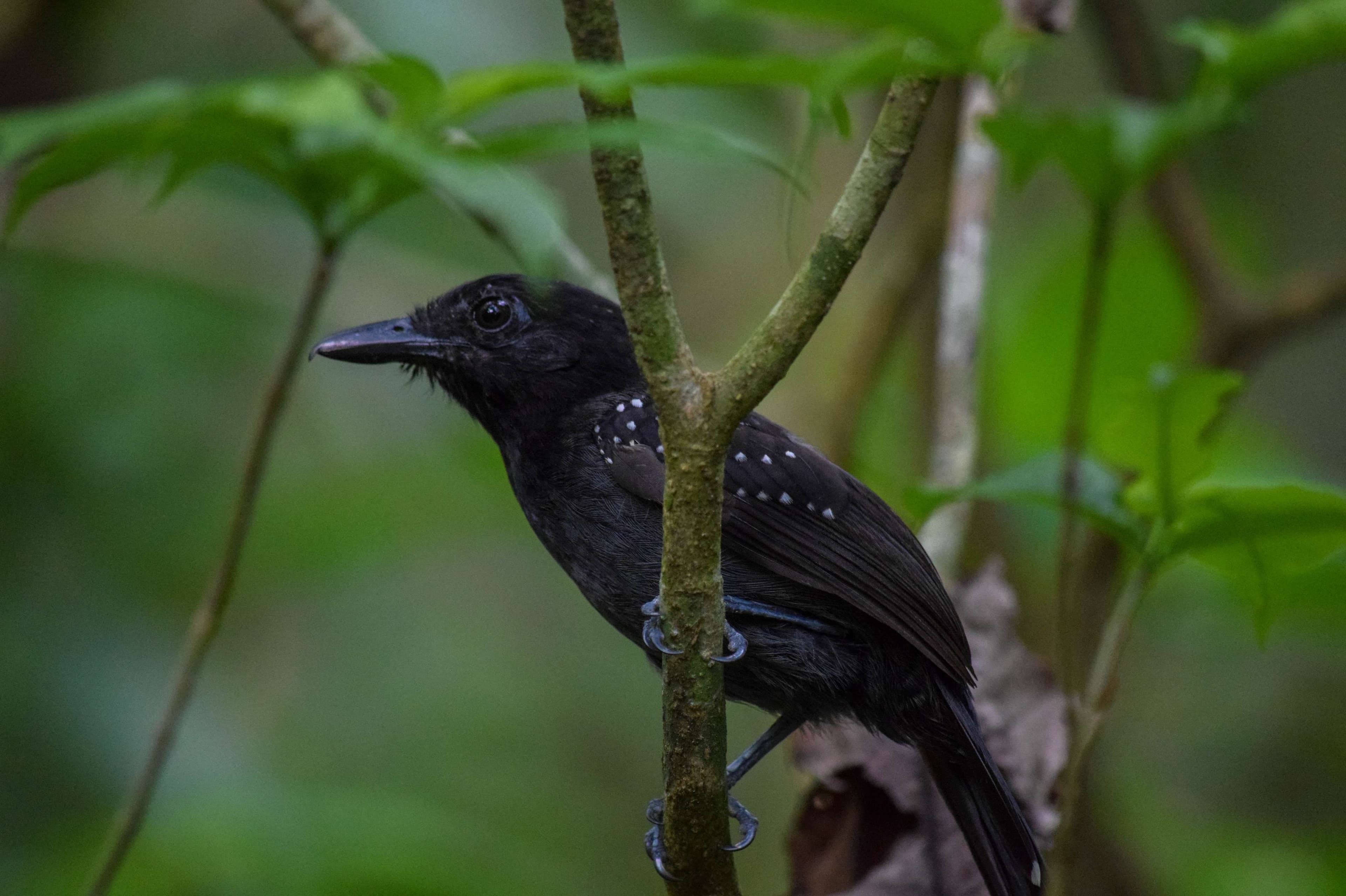 Black-hooded Antshrike