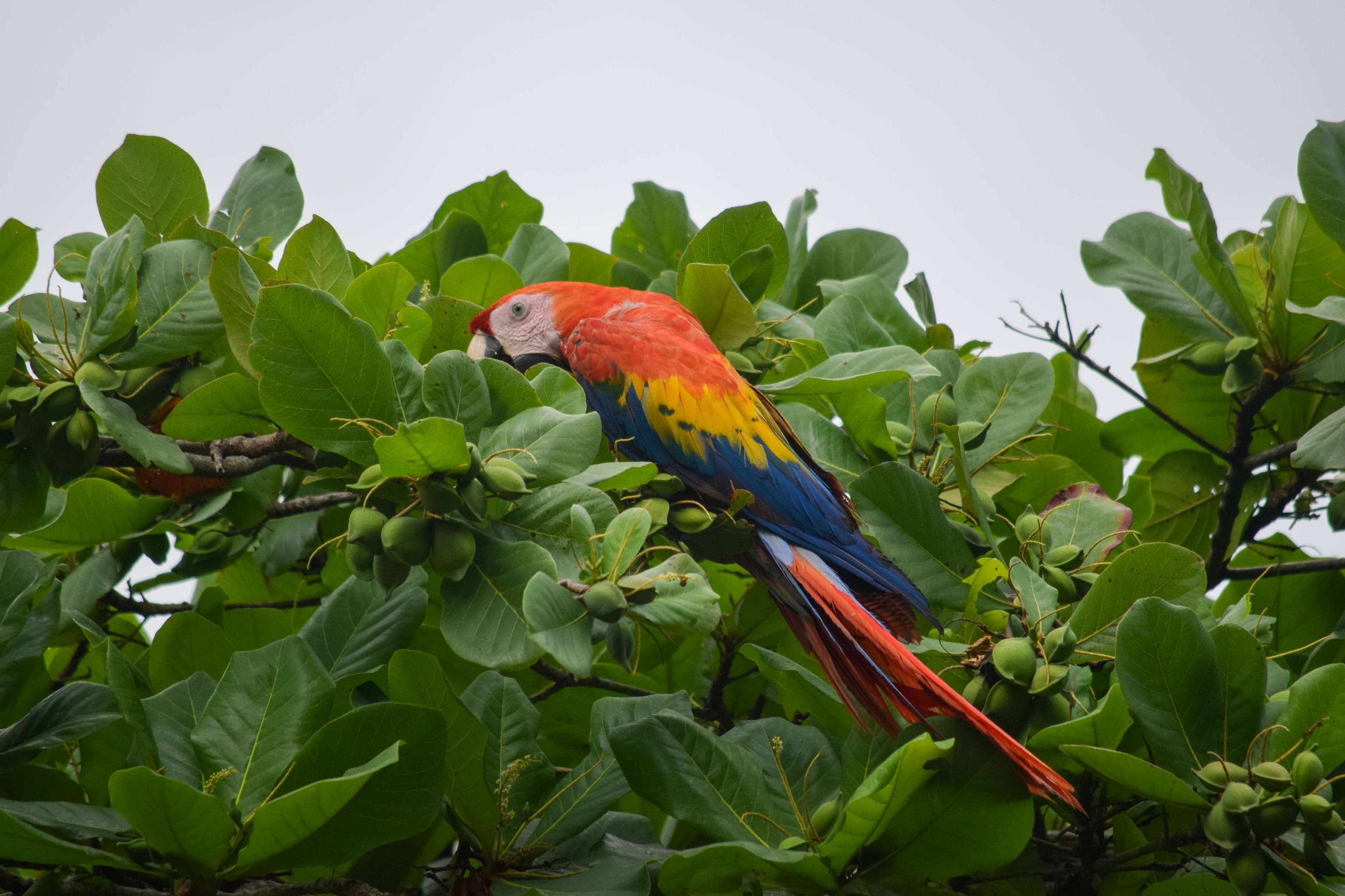 Macaw