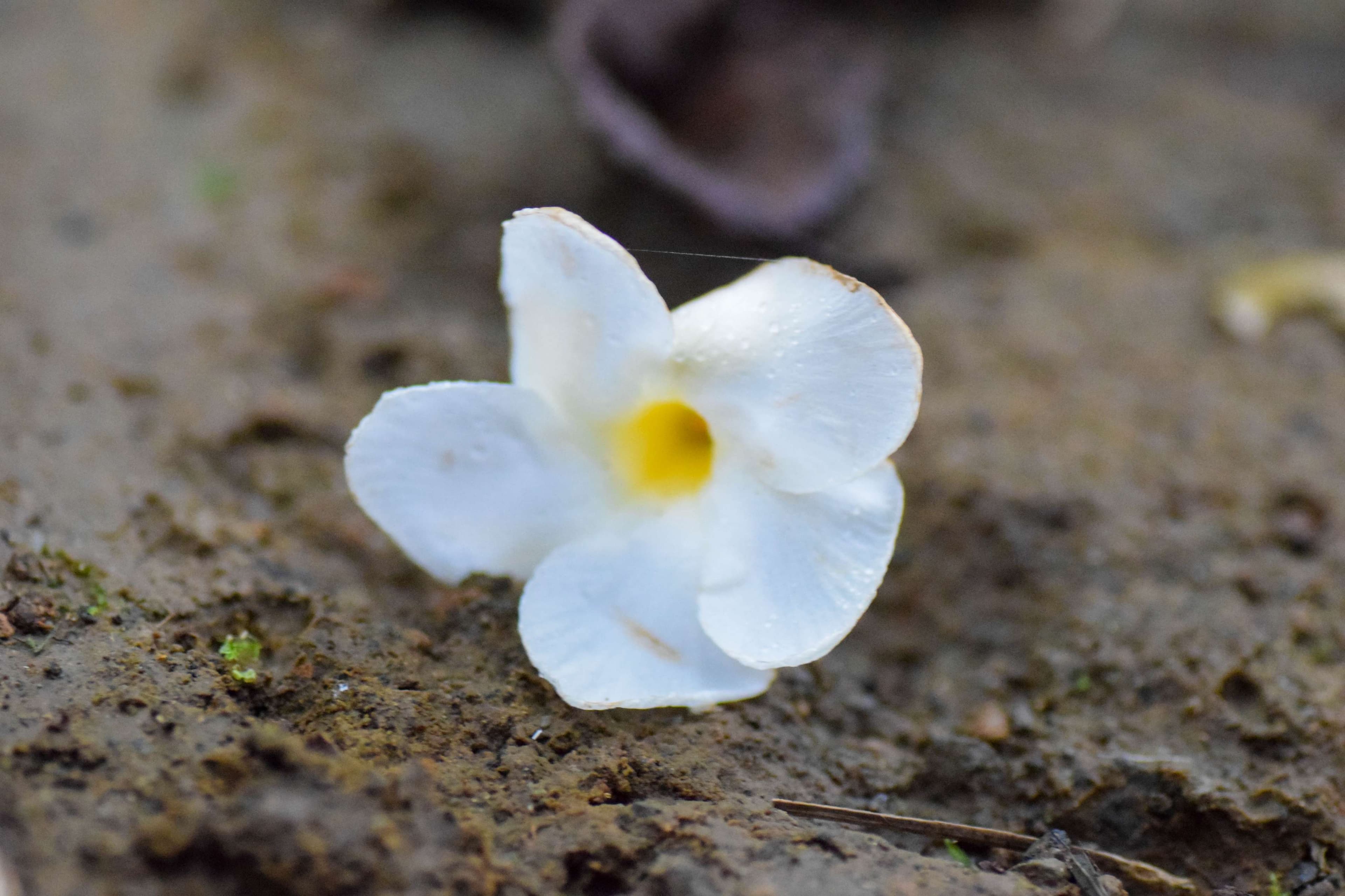 Mangrovevine flower