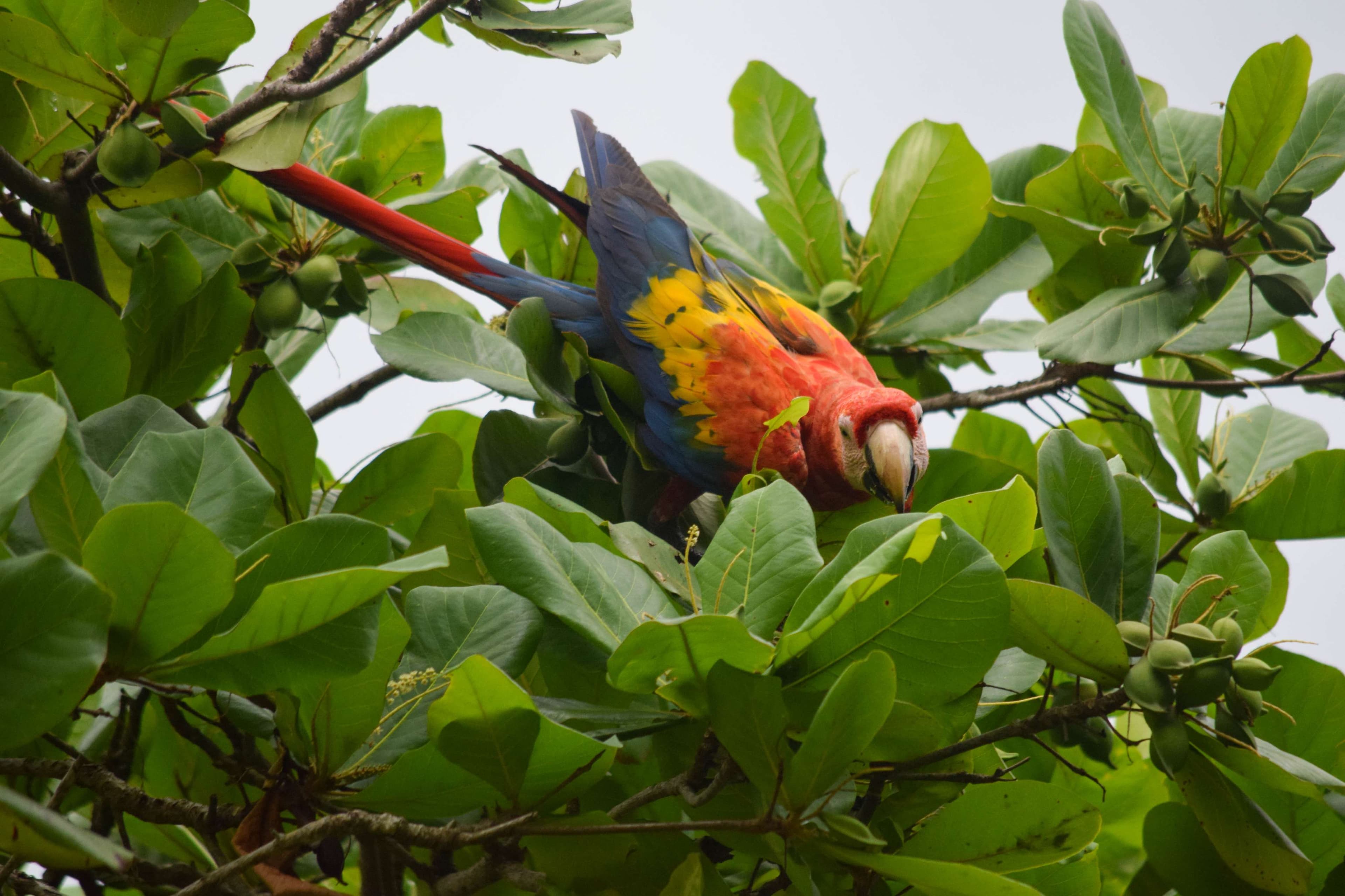 Macaw