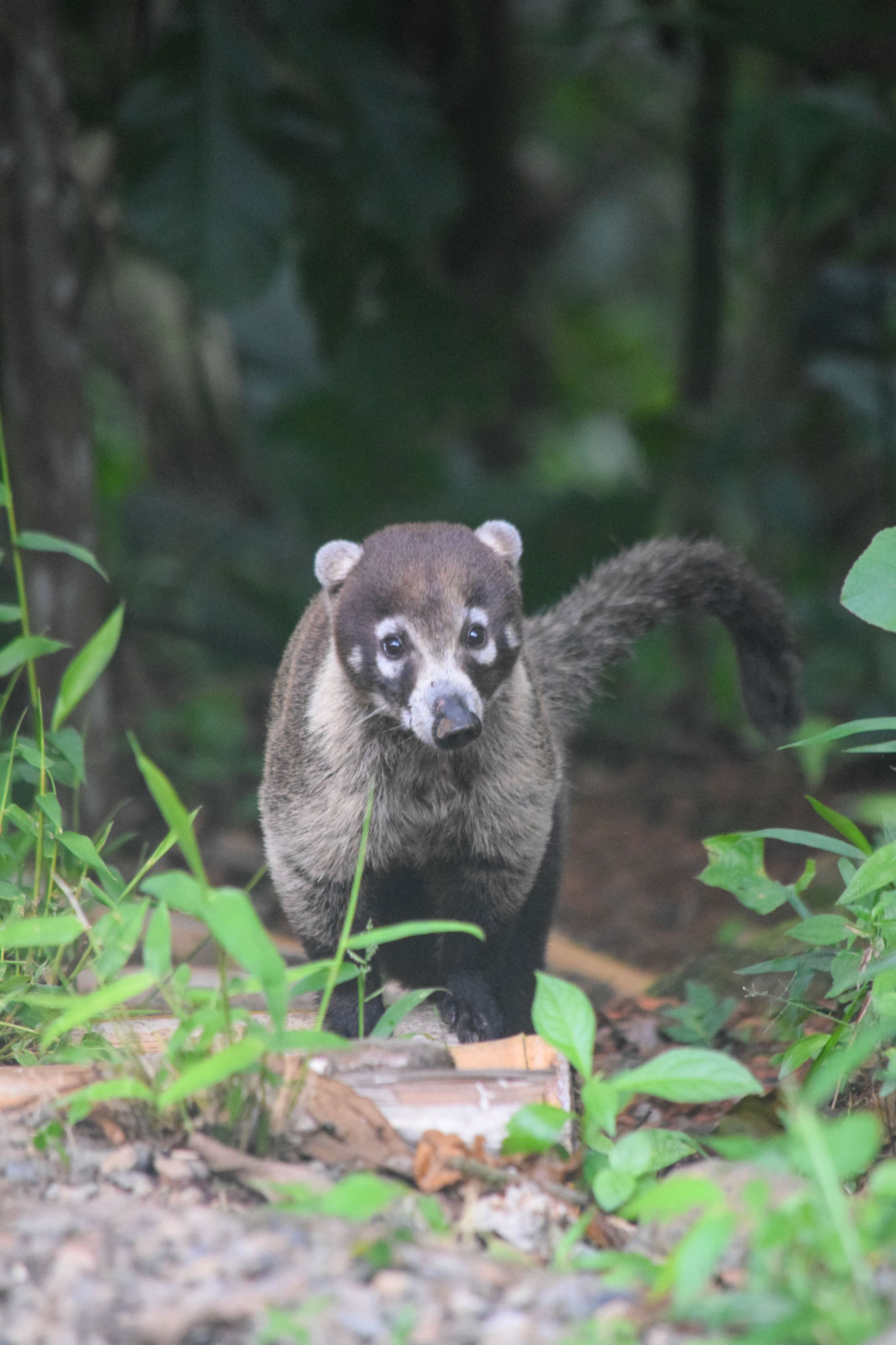 White-nosed Coati