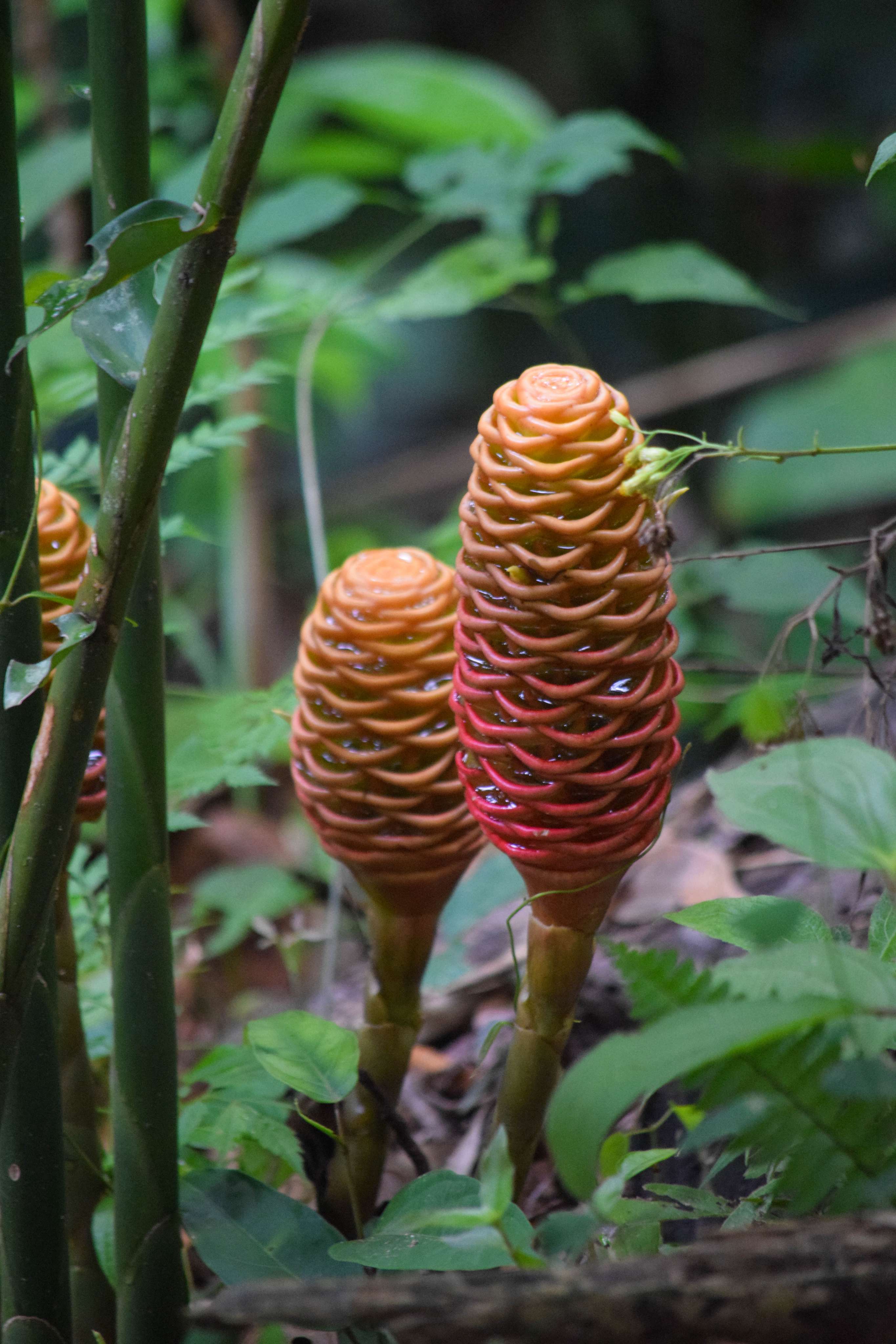 Zingiber Spectabile Plant