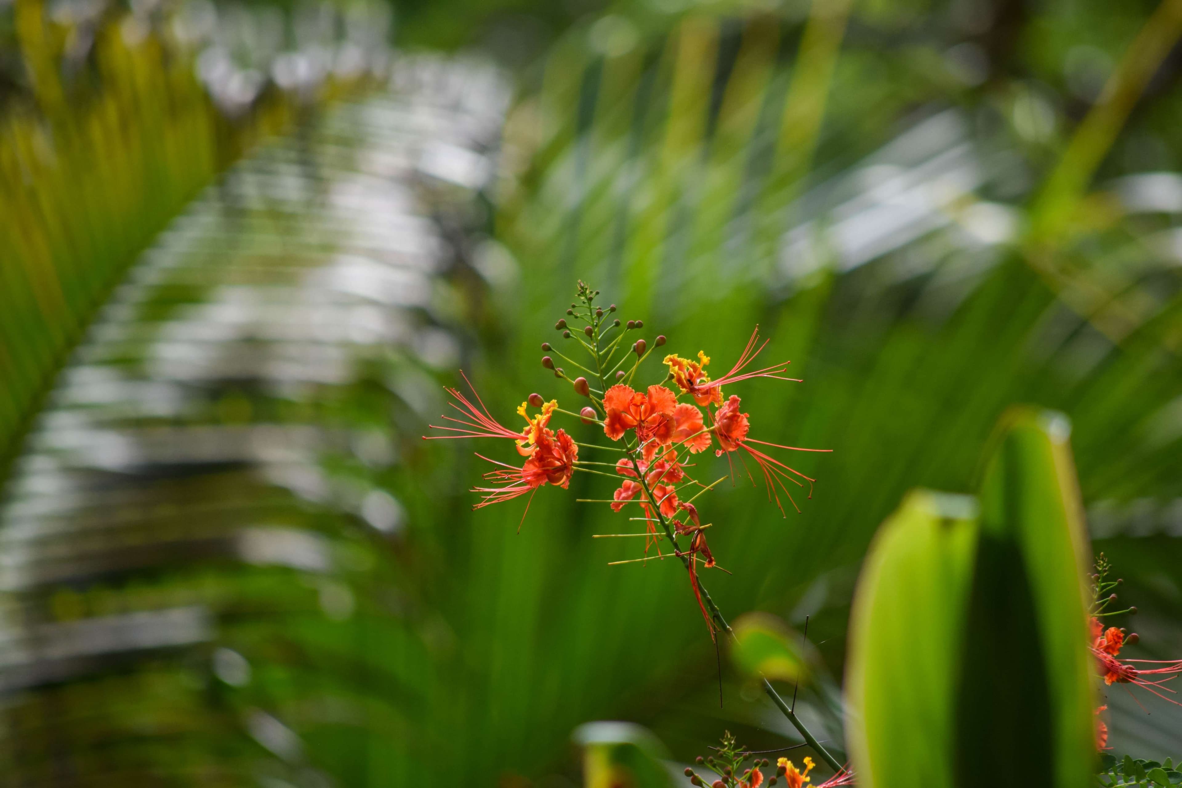Peacock Flower