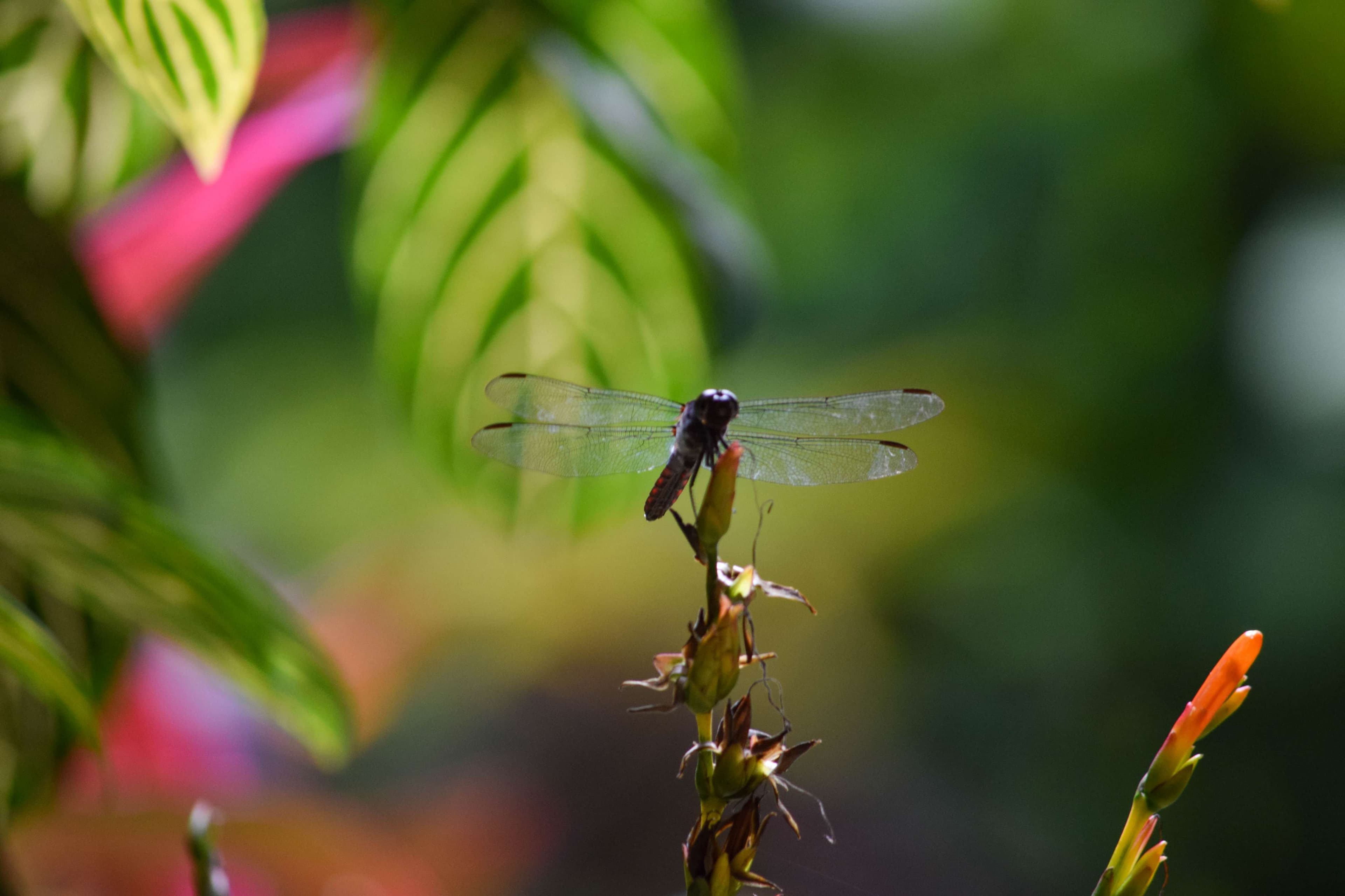 Dragonfly