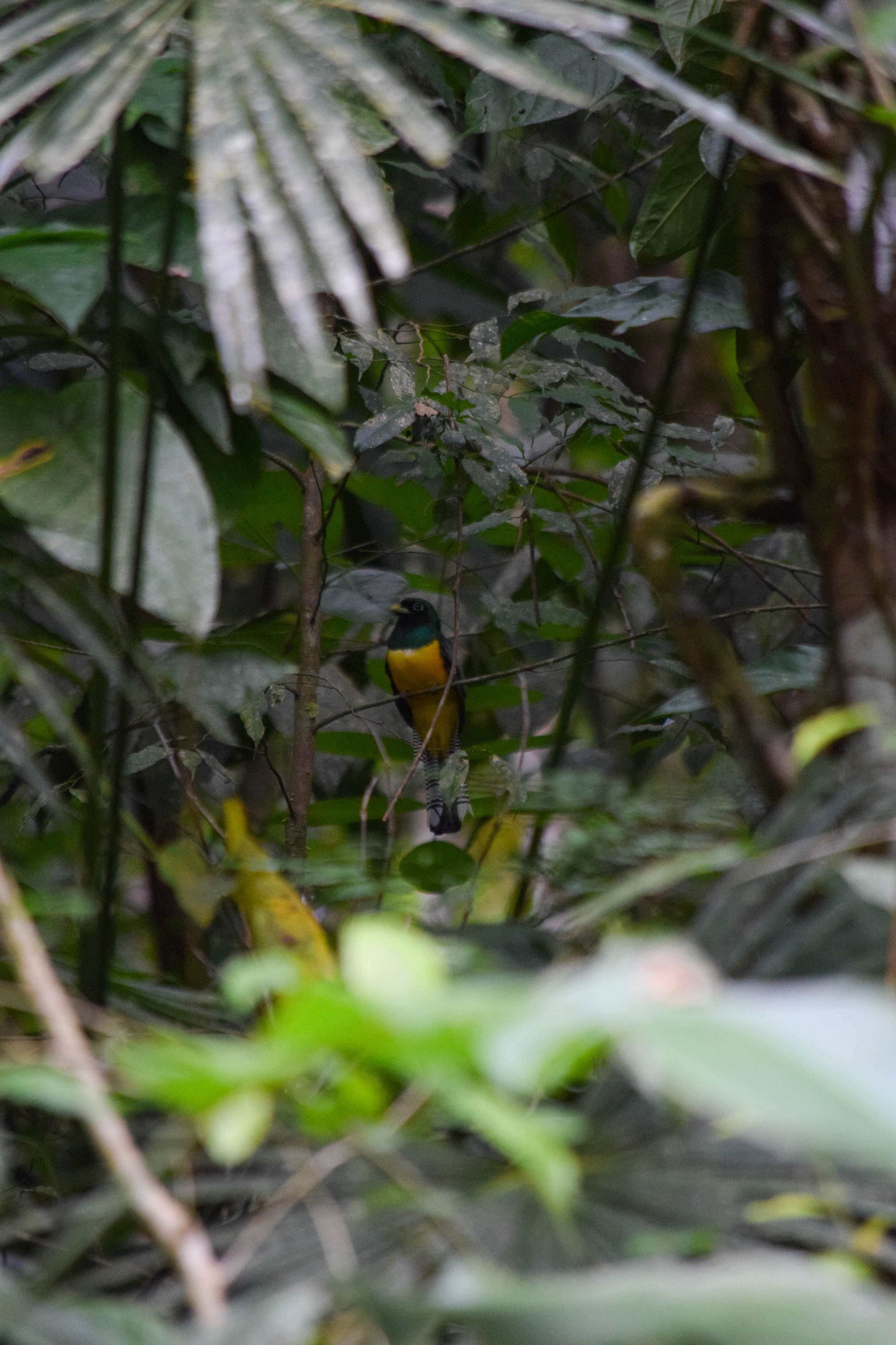 Amazonian Black-throated Trogon