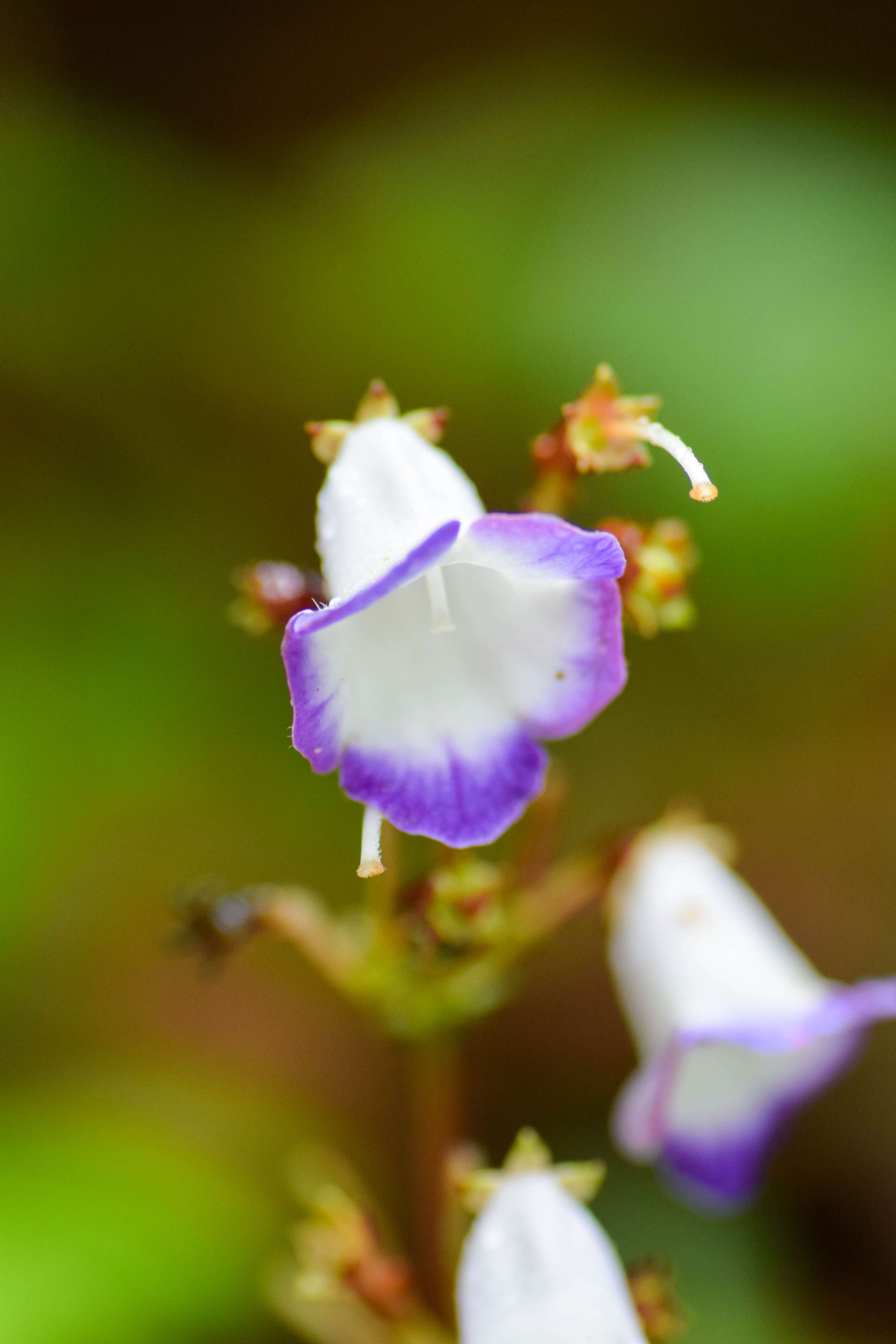 Monopyle maxonii C.V.Morton