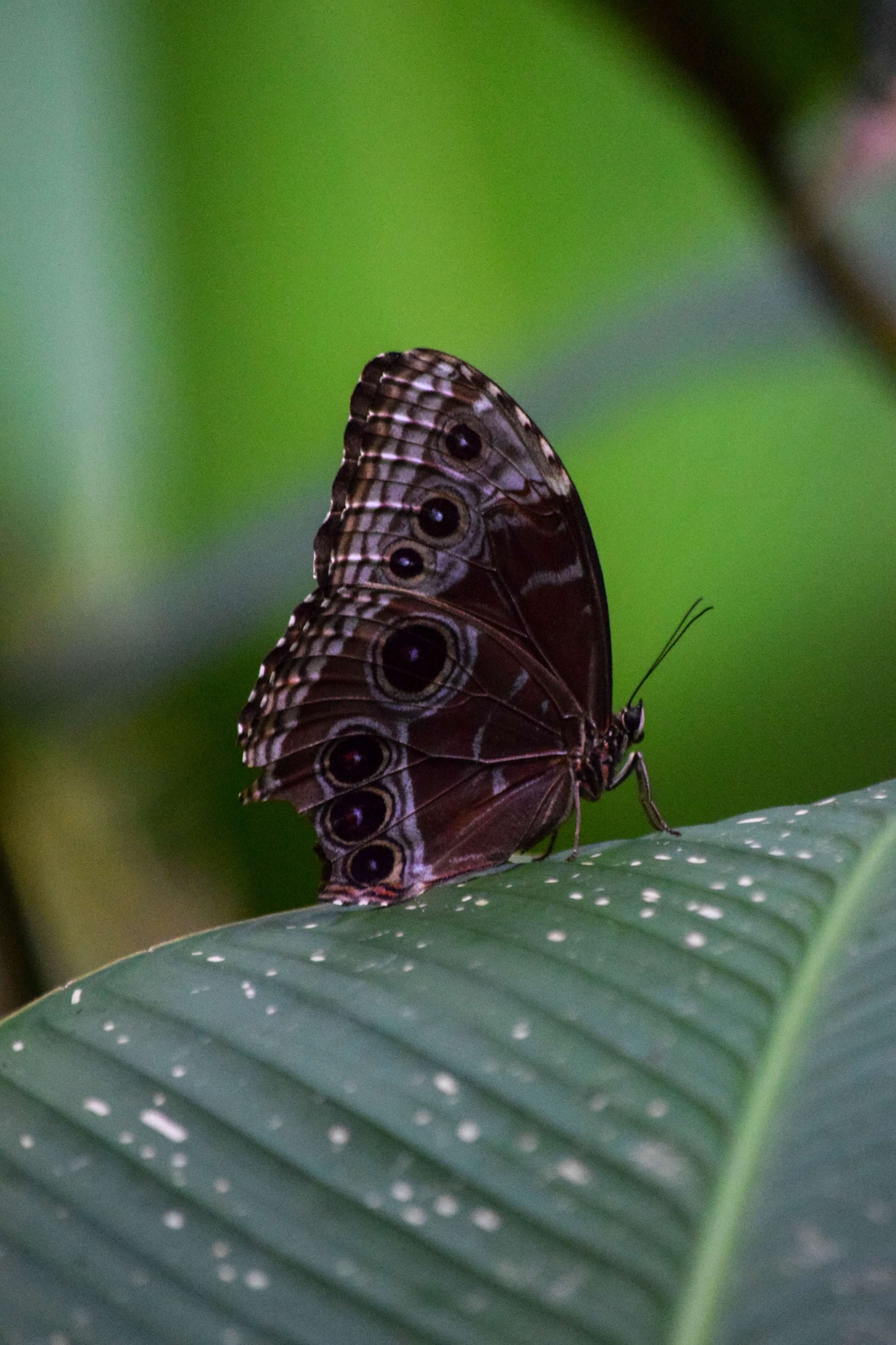 Blue Morpho Butterfly