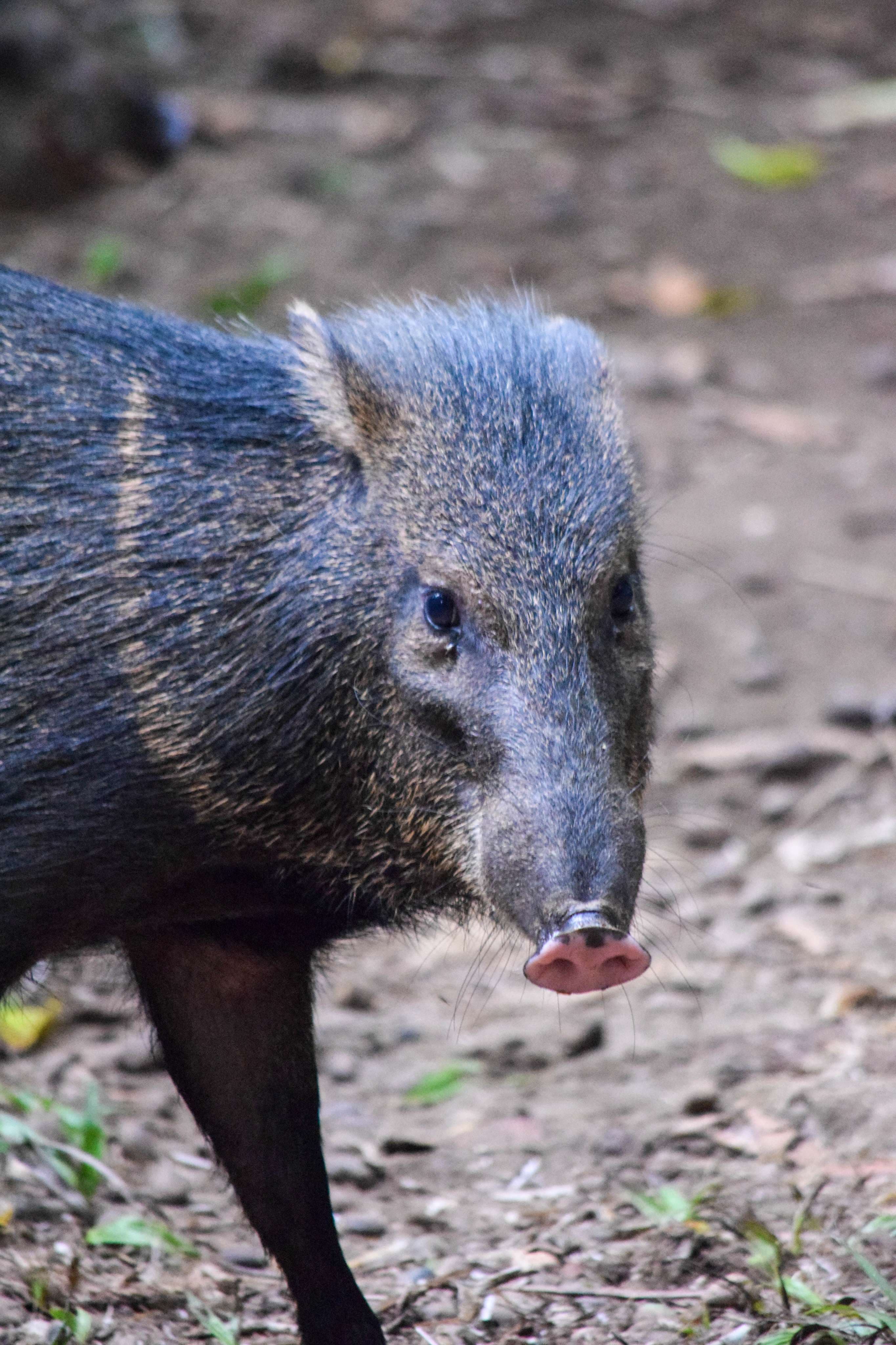 White-lipped Peccary