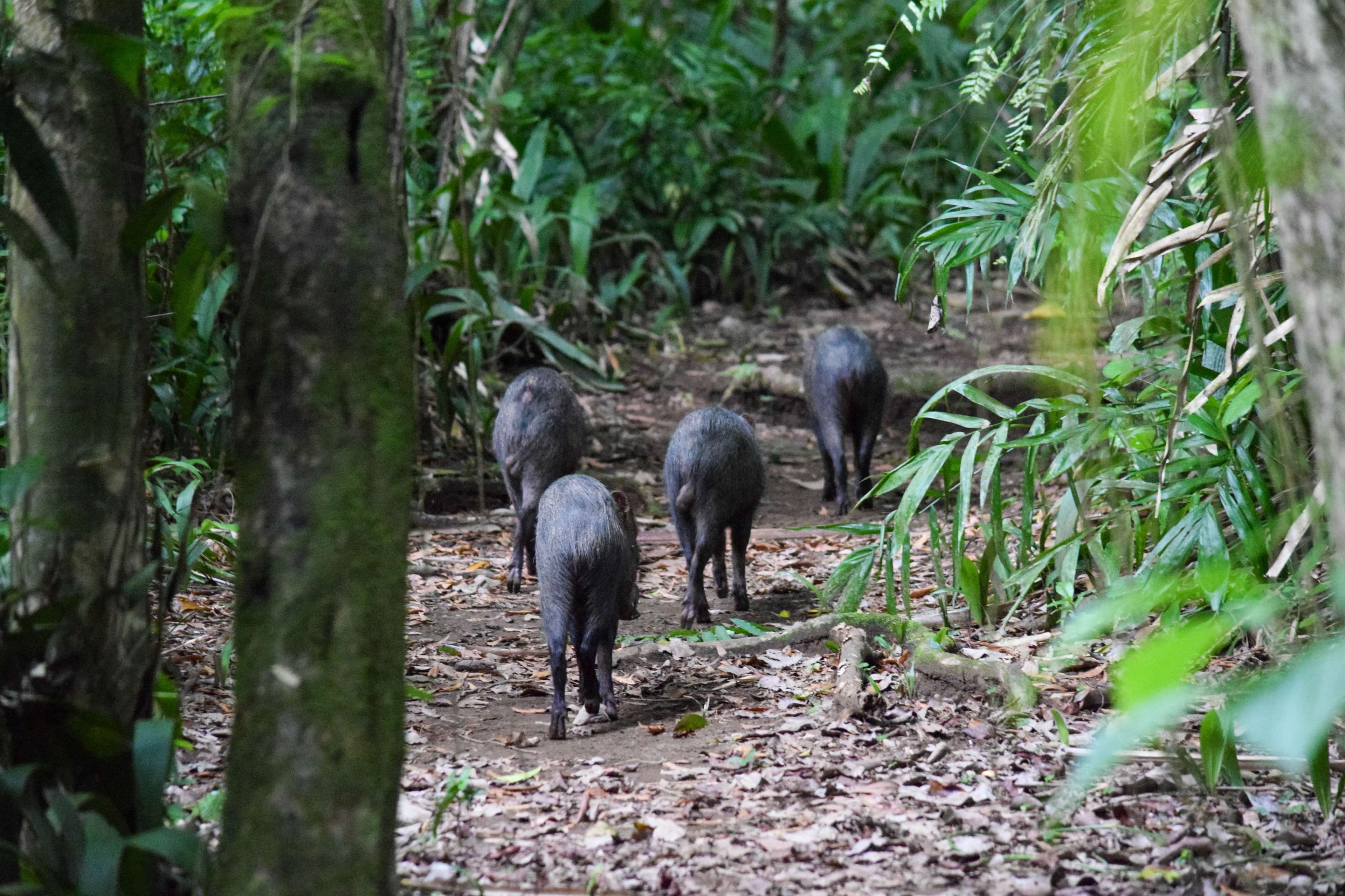 White-lipped Peccaries