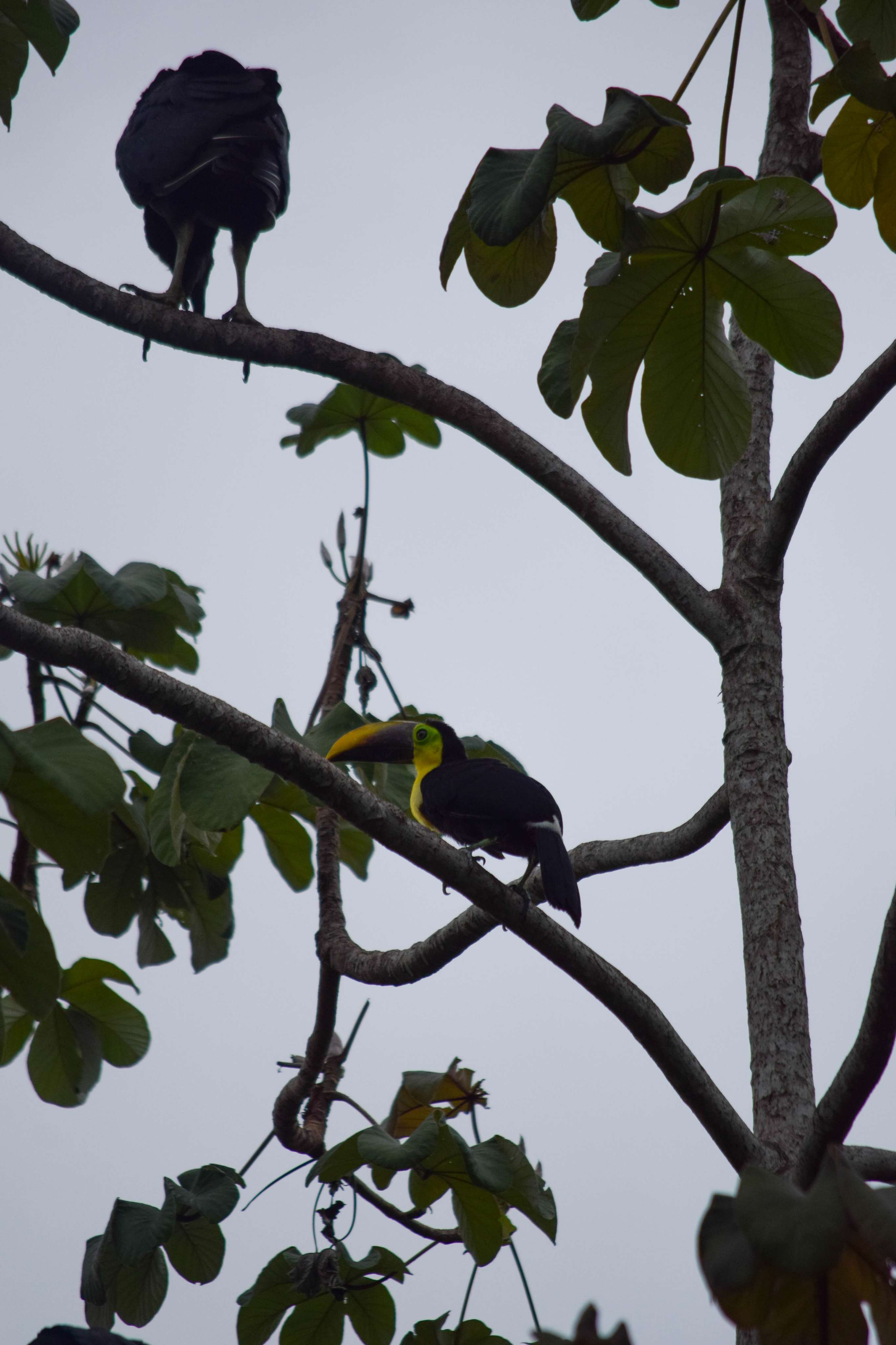 Yellow-throated Toucan