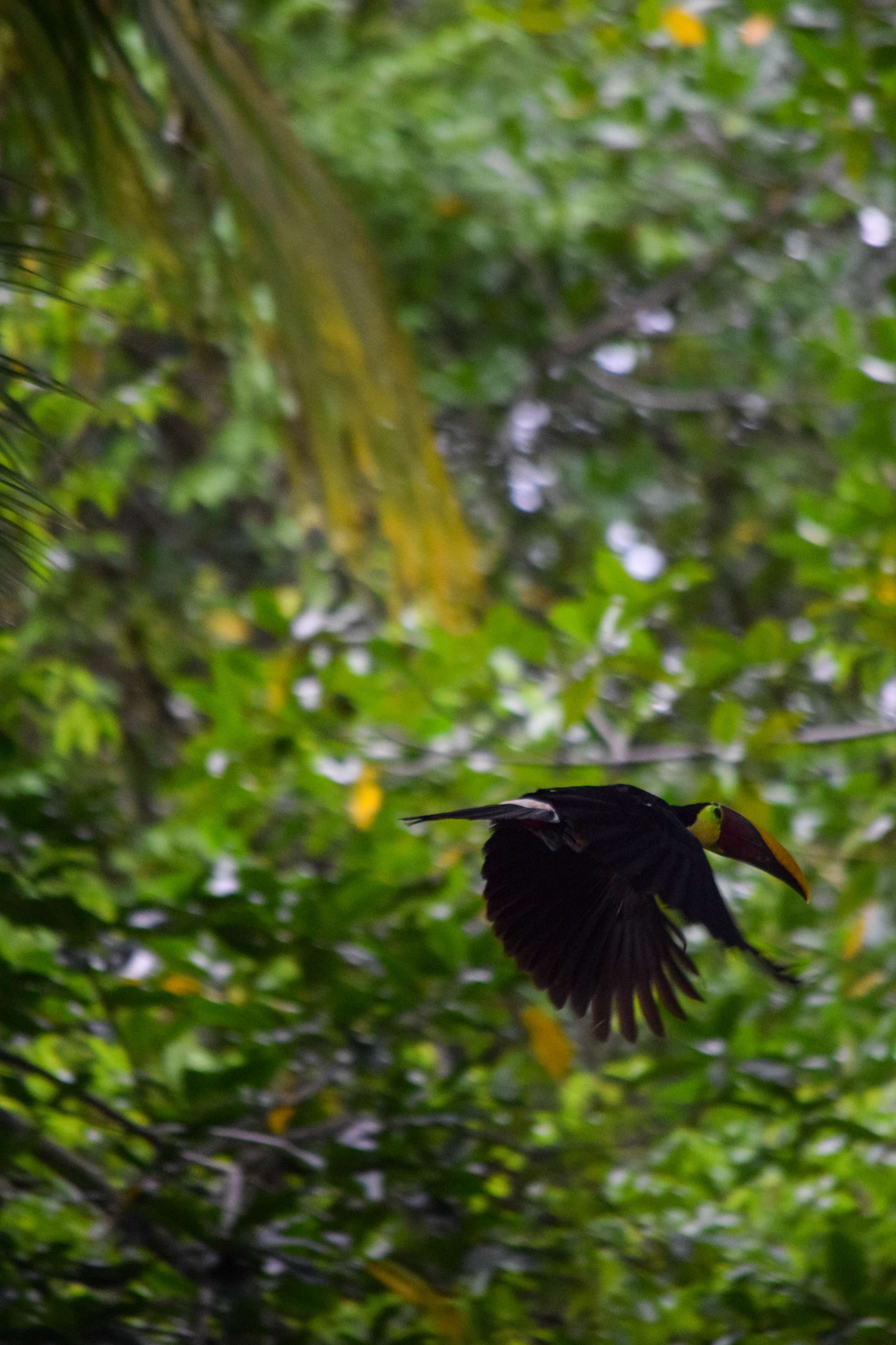 Yellow-throated Toucan