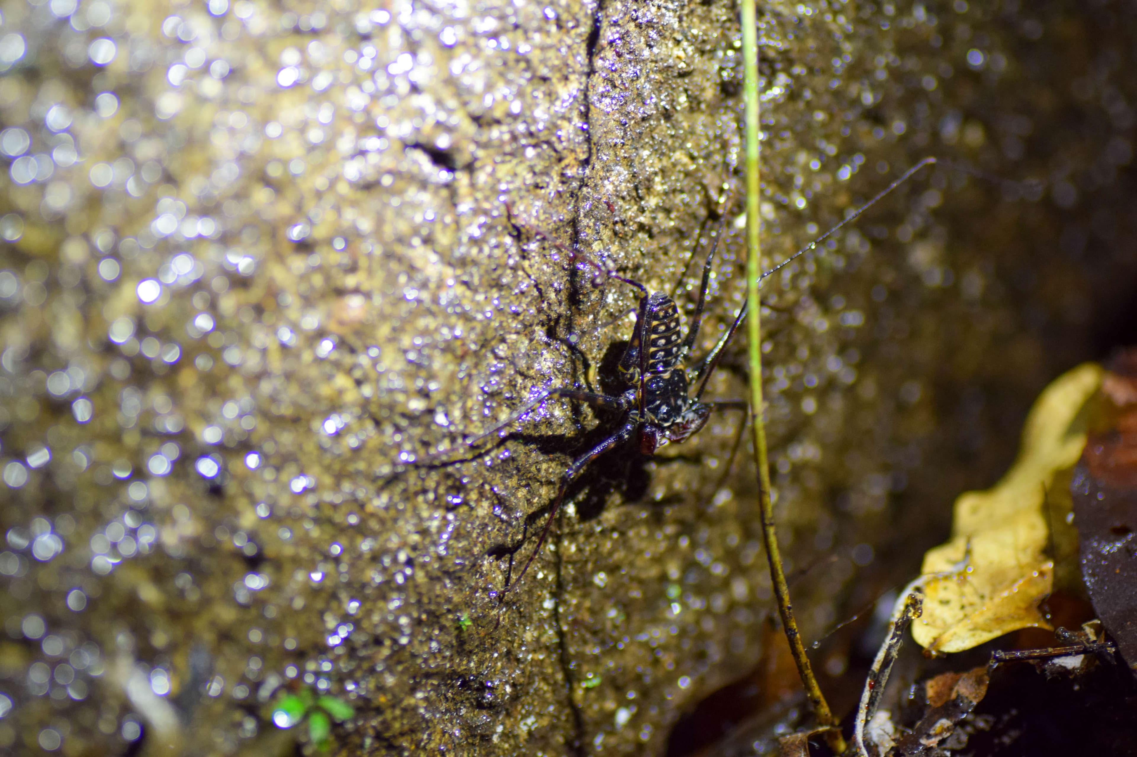 Tailless Whip Scorpion