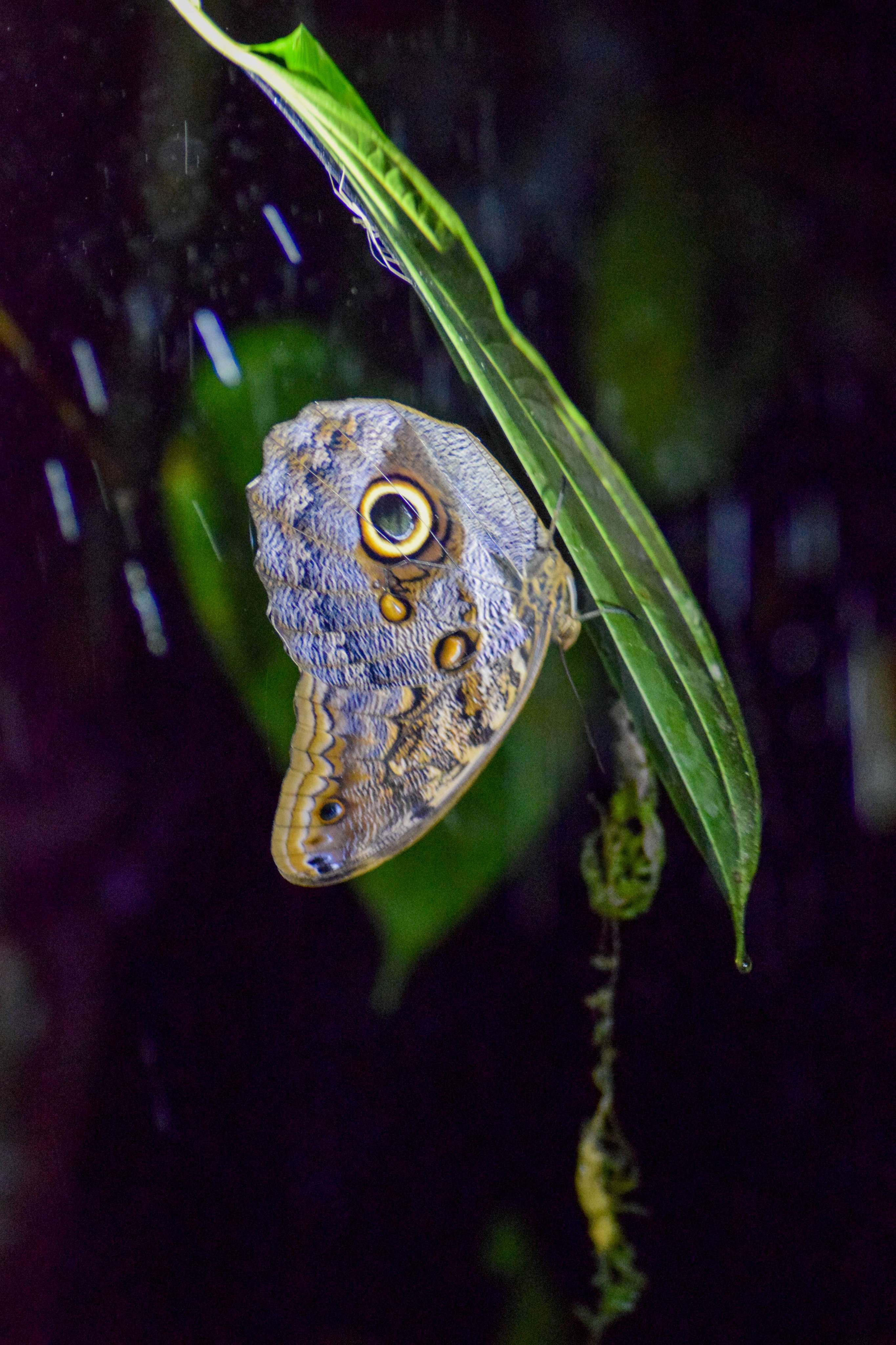 Owl Butterfly