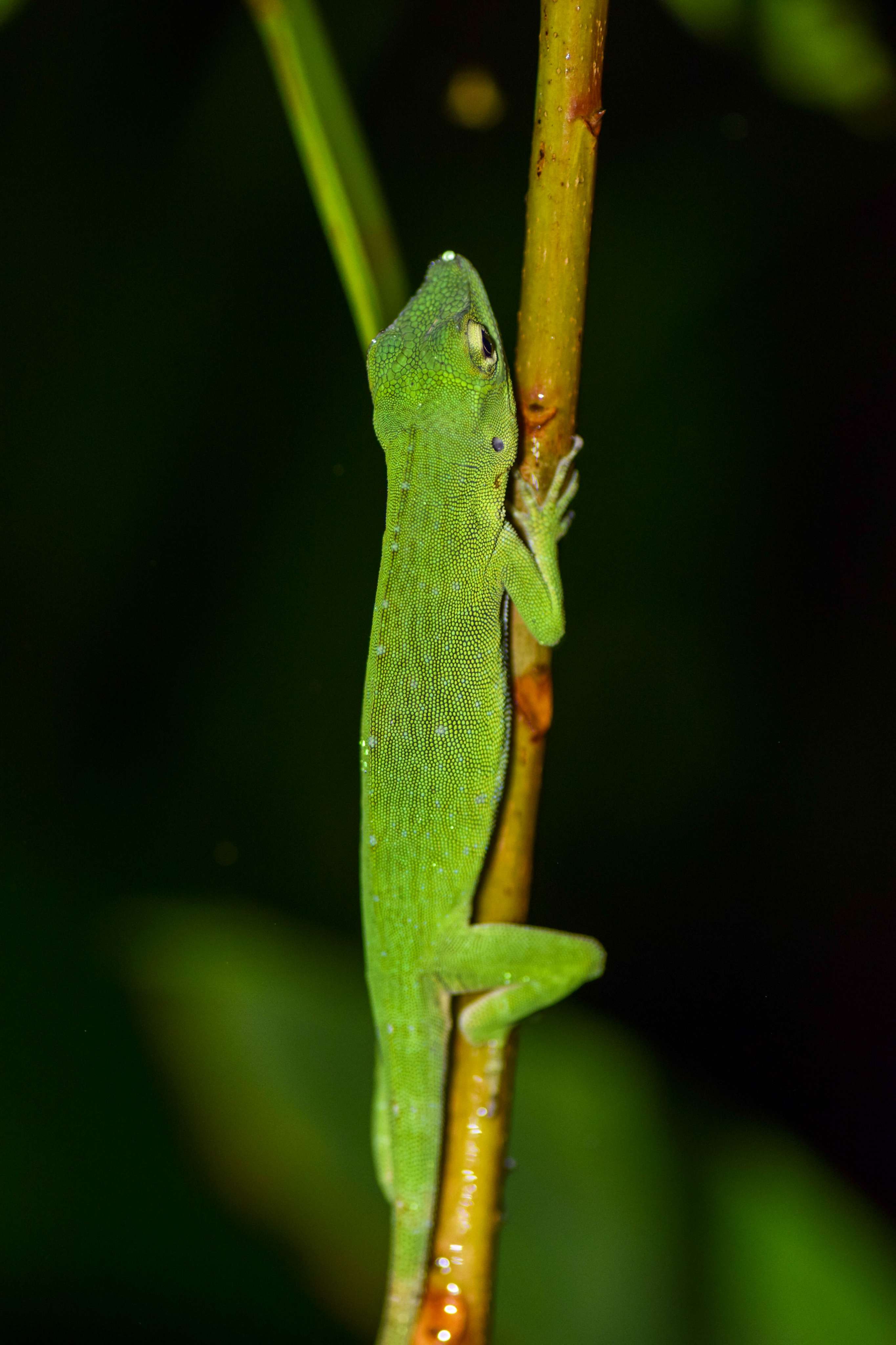 Green Giant Canopy Anole
