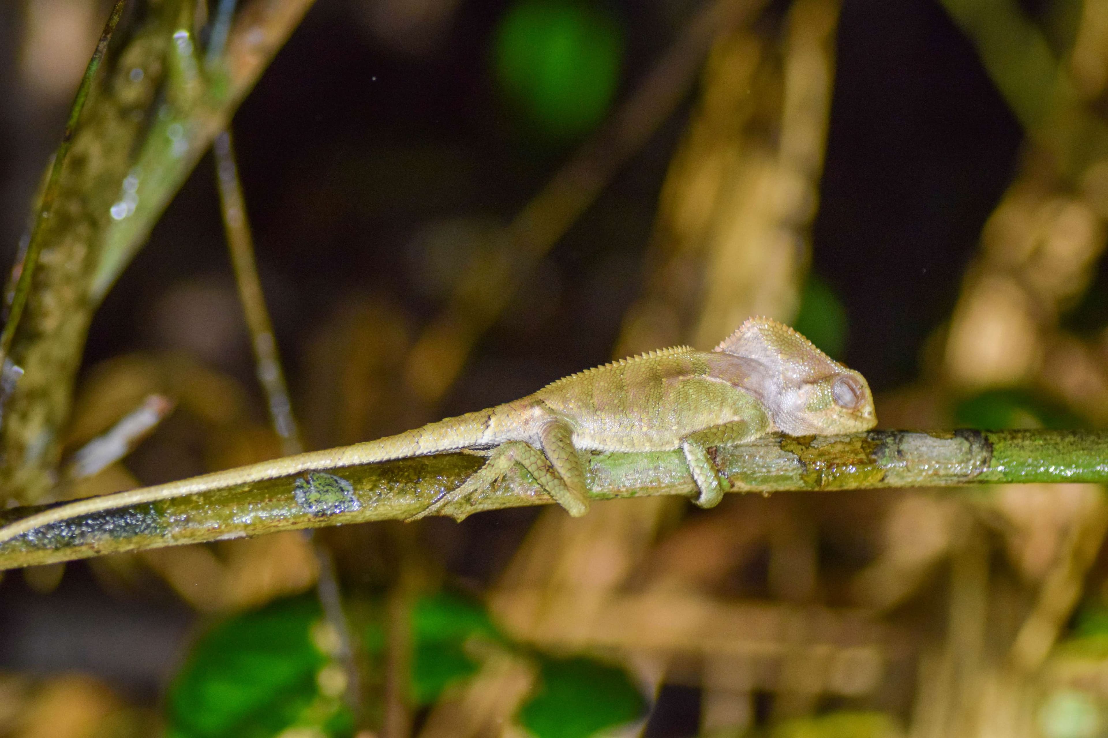 Helmeted Basilisk/Smooth Headed Iguana