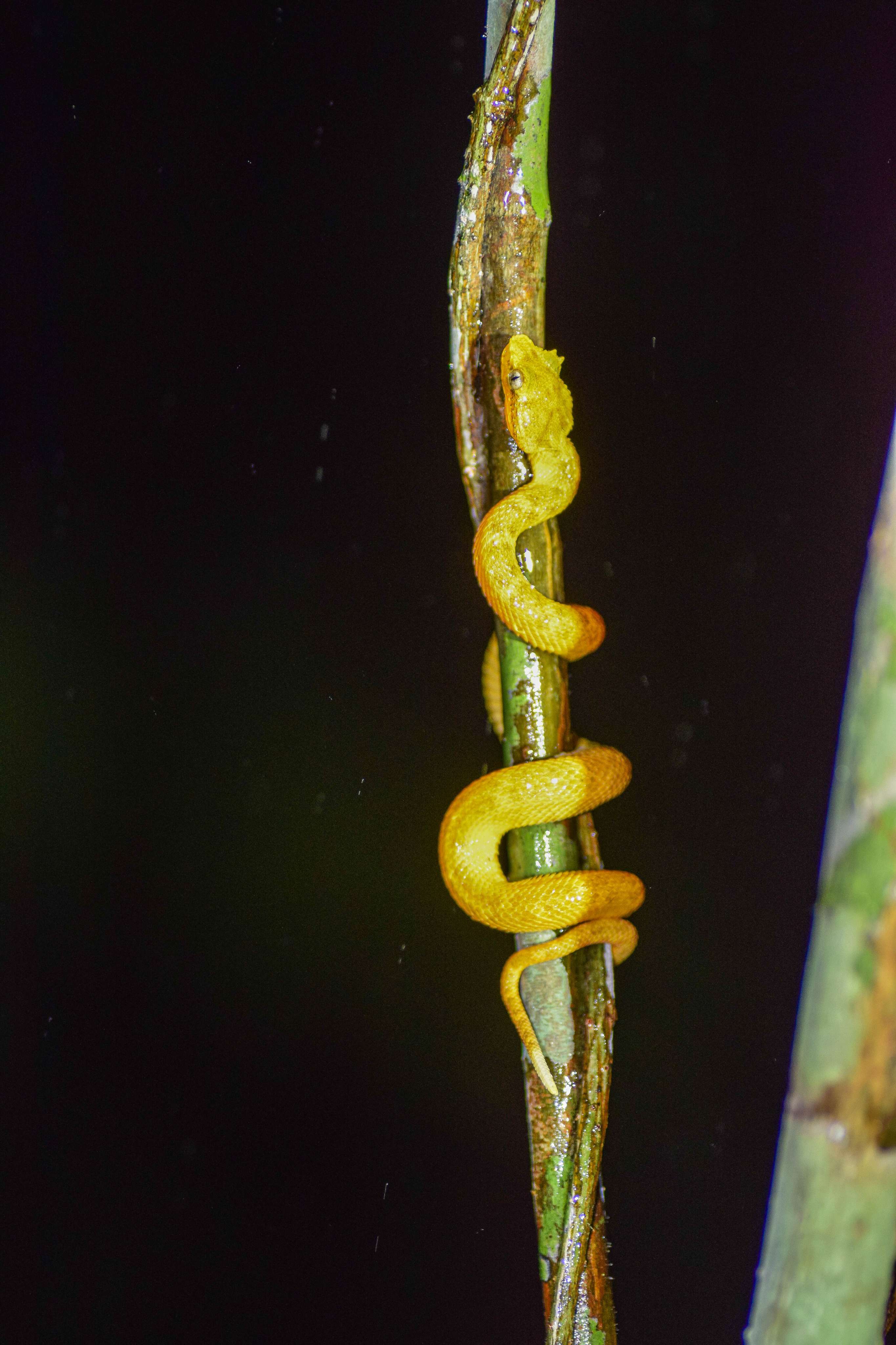 Eyelash Palm-Pitviper