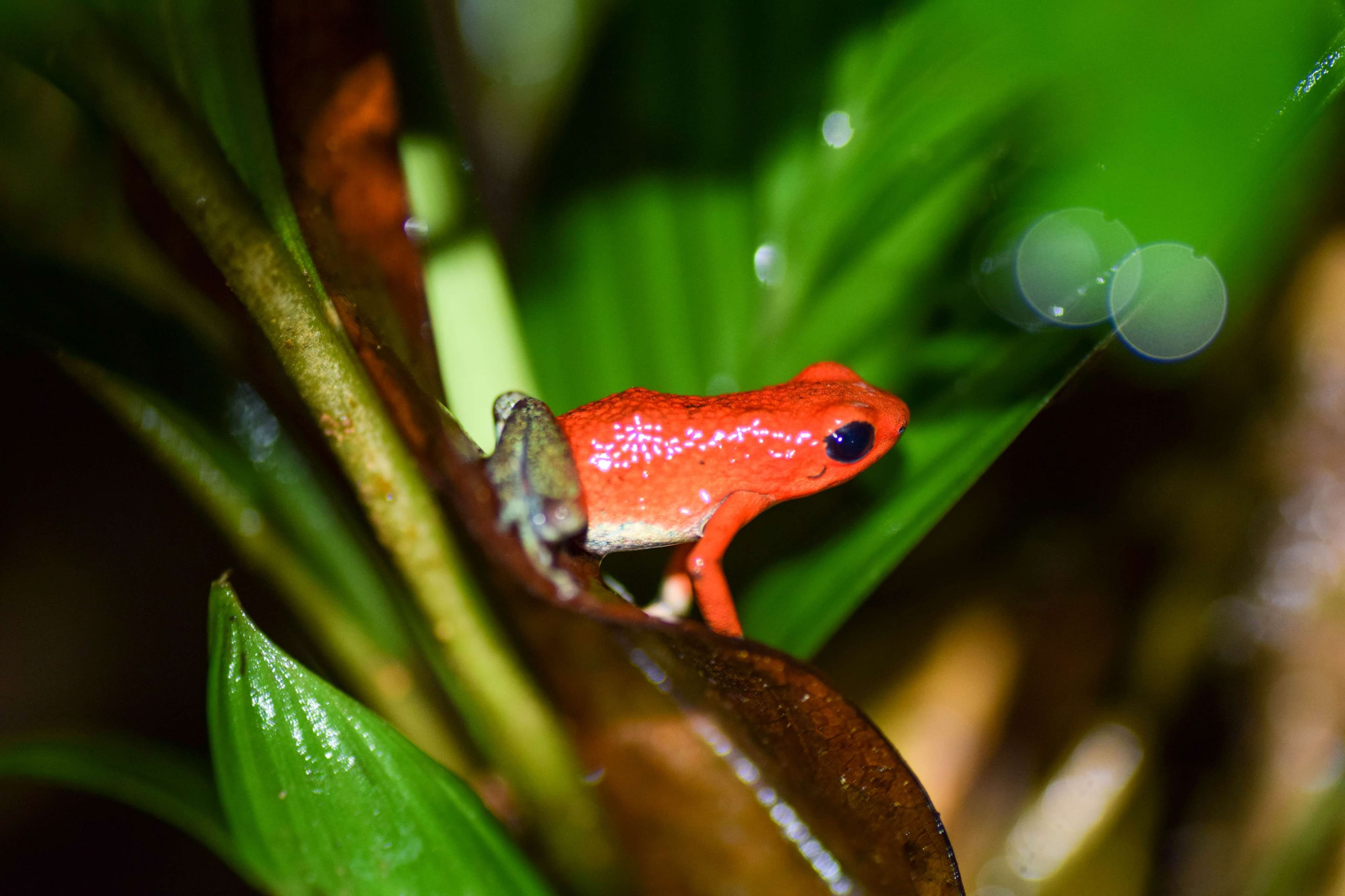 Granular Poison Dart Frog