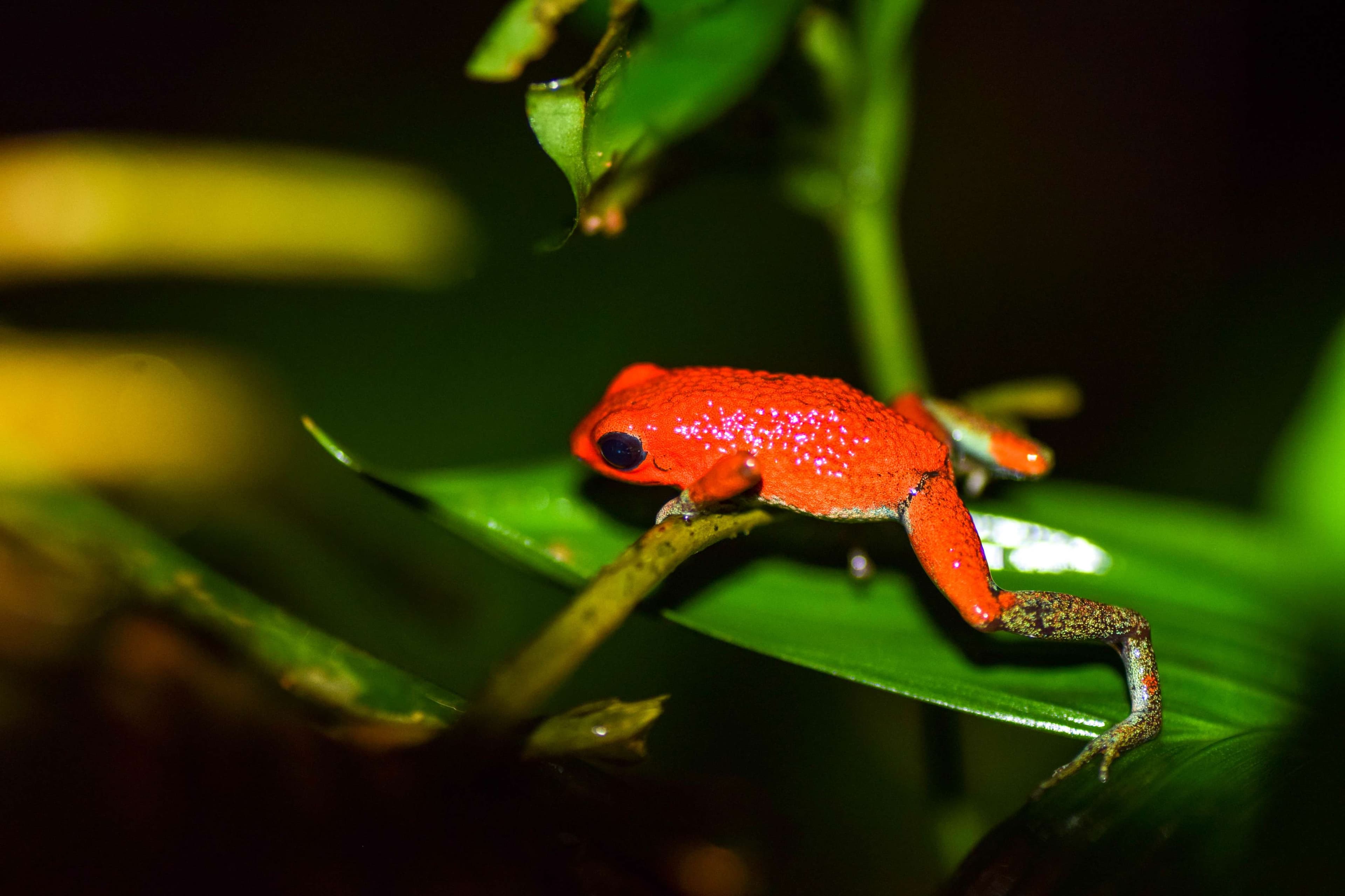 Granular Poison Dart Frog