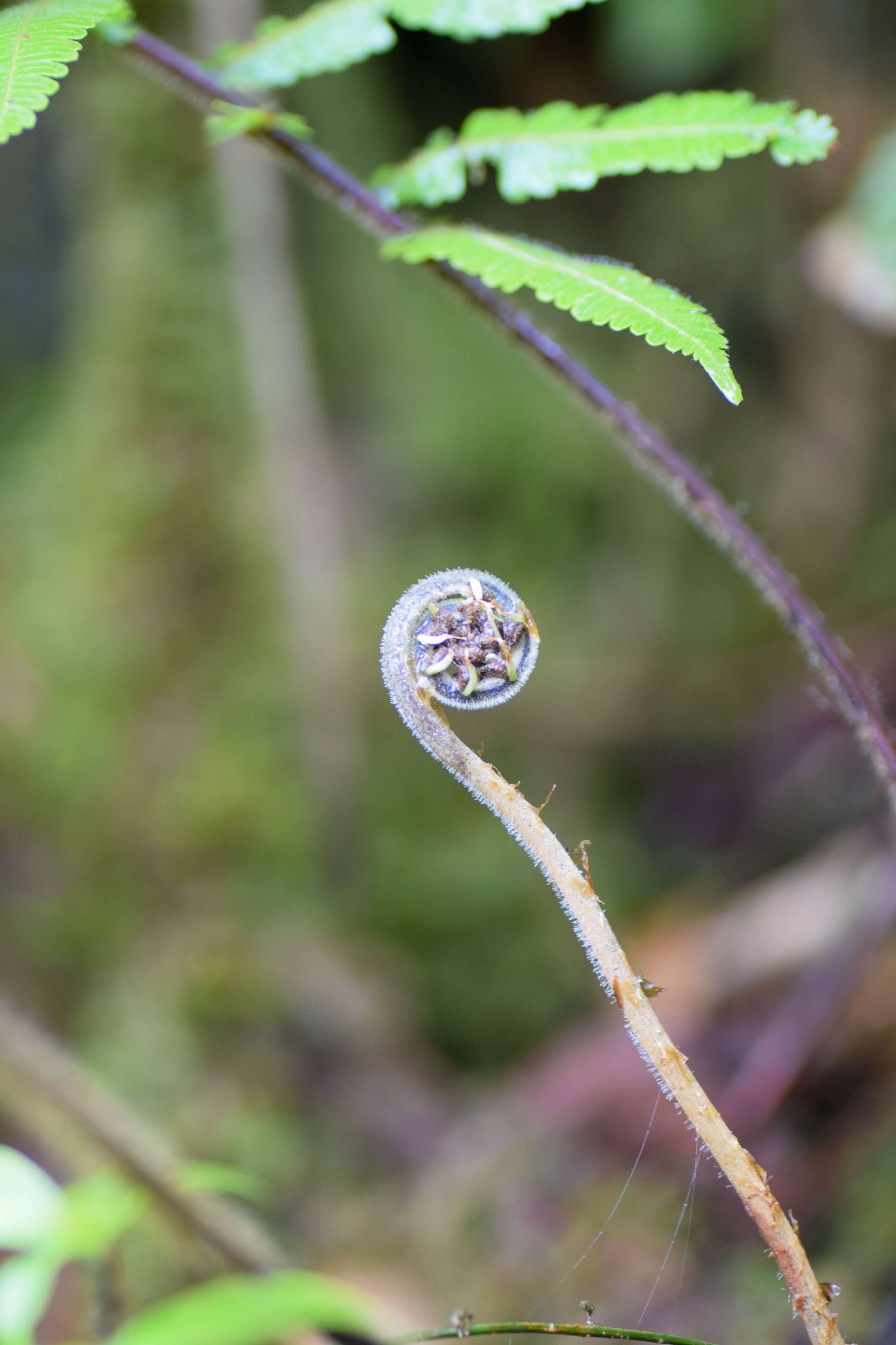 Unfurling fern