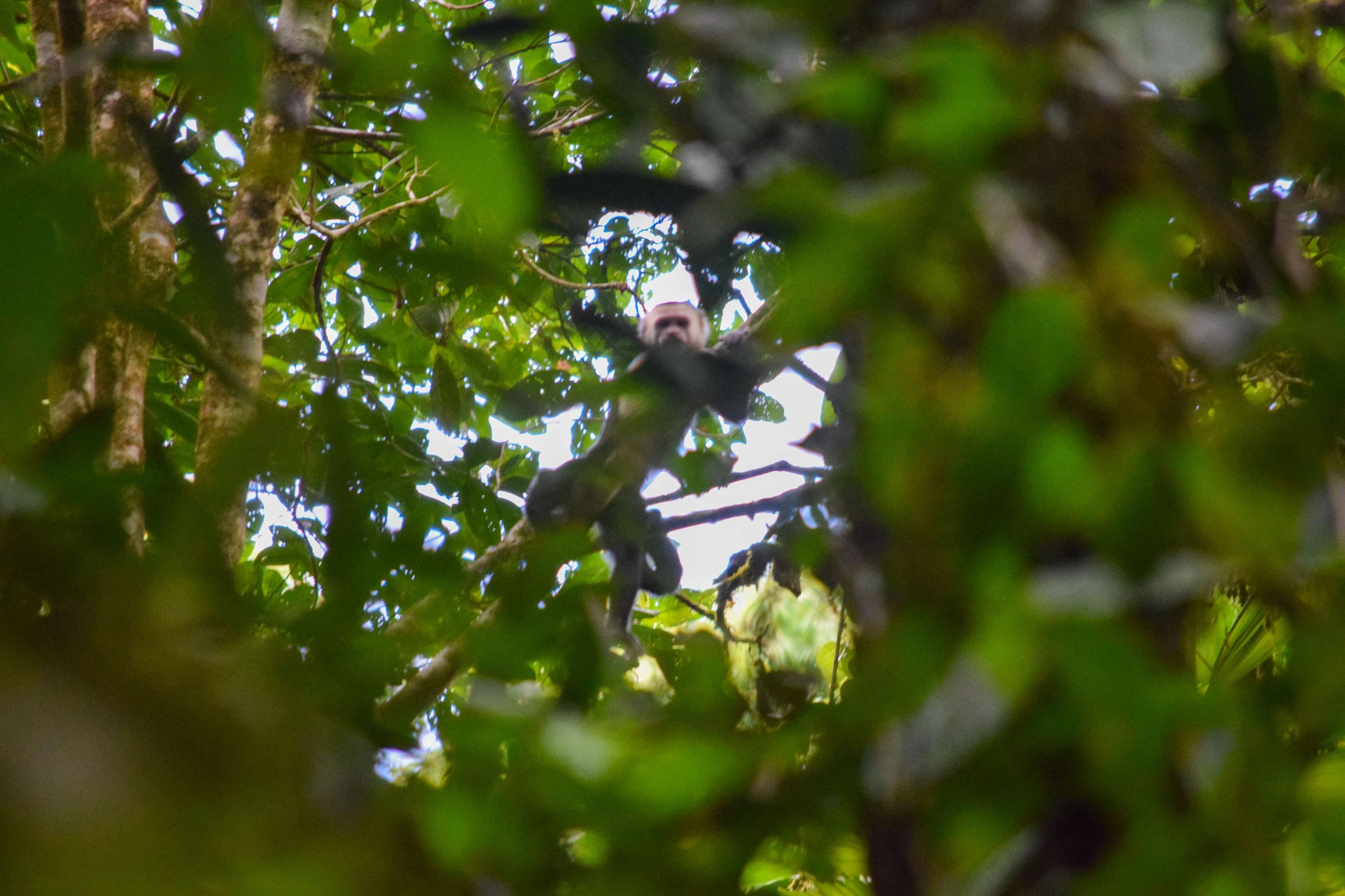 White-faced Capuchin Monkey