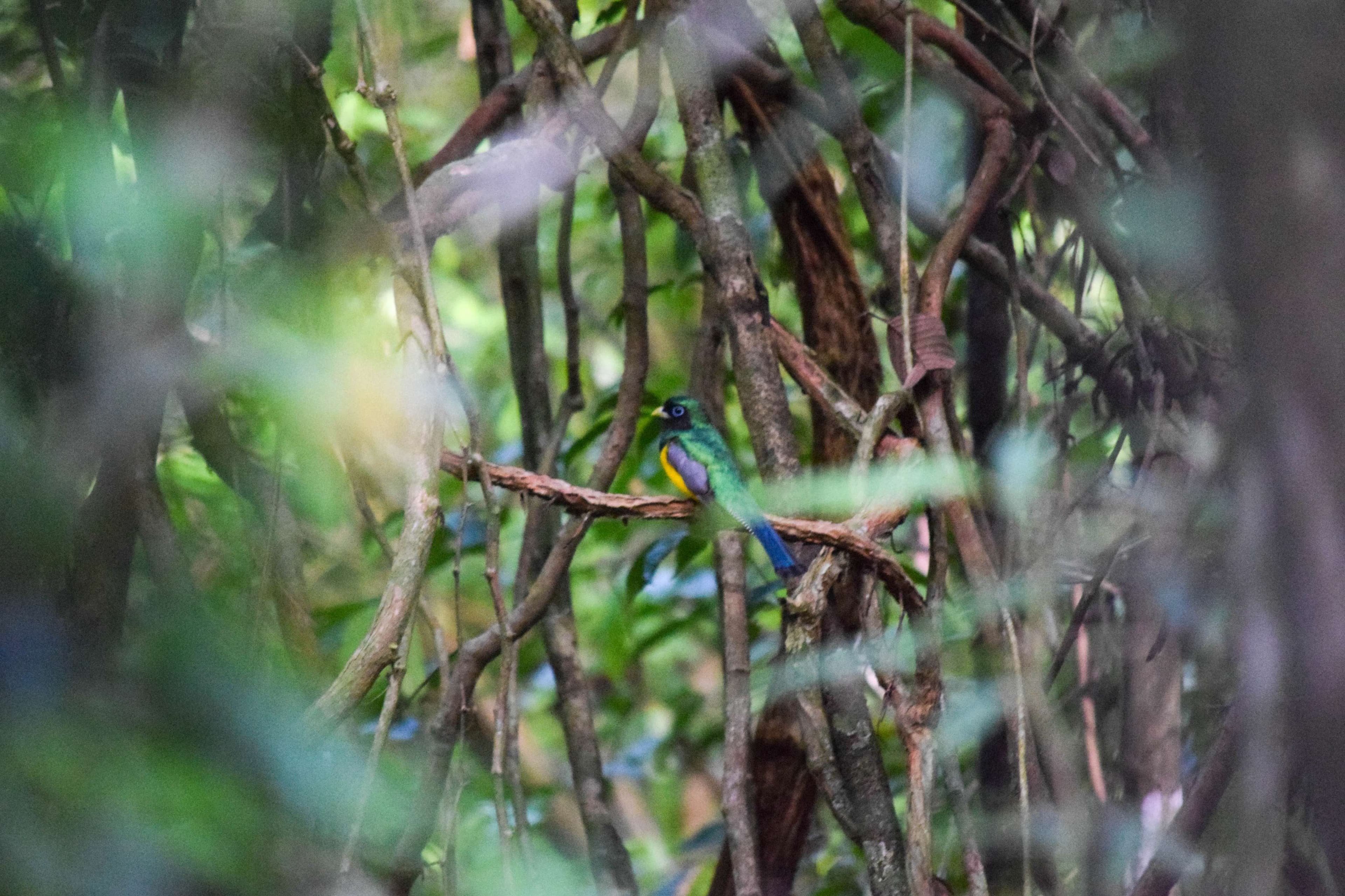Amazonian Black-throated Trogon