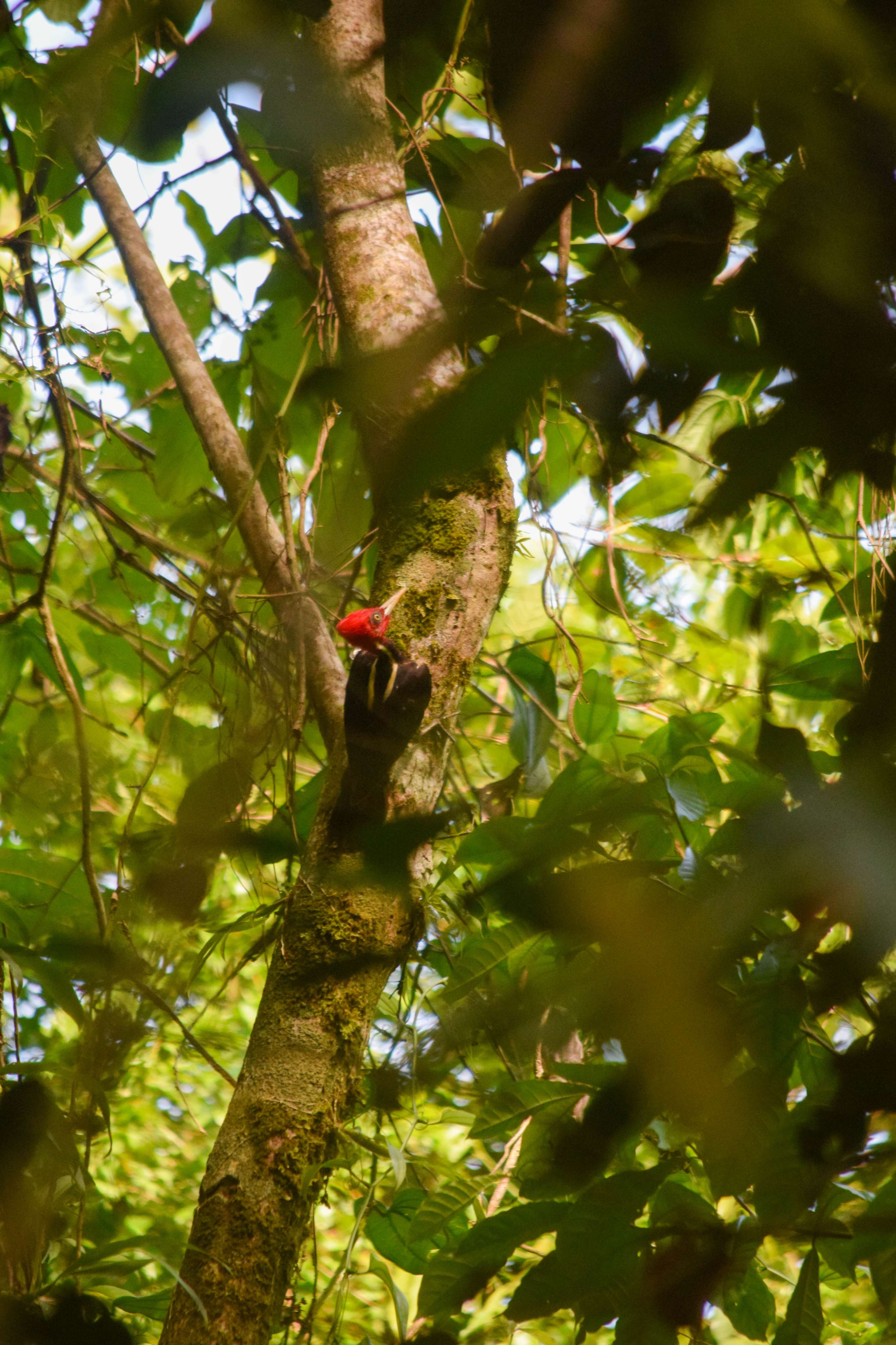 Guayaquil Woodpecker
