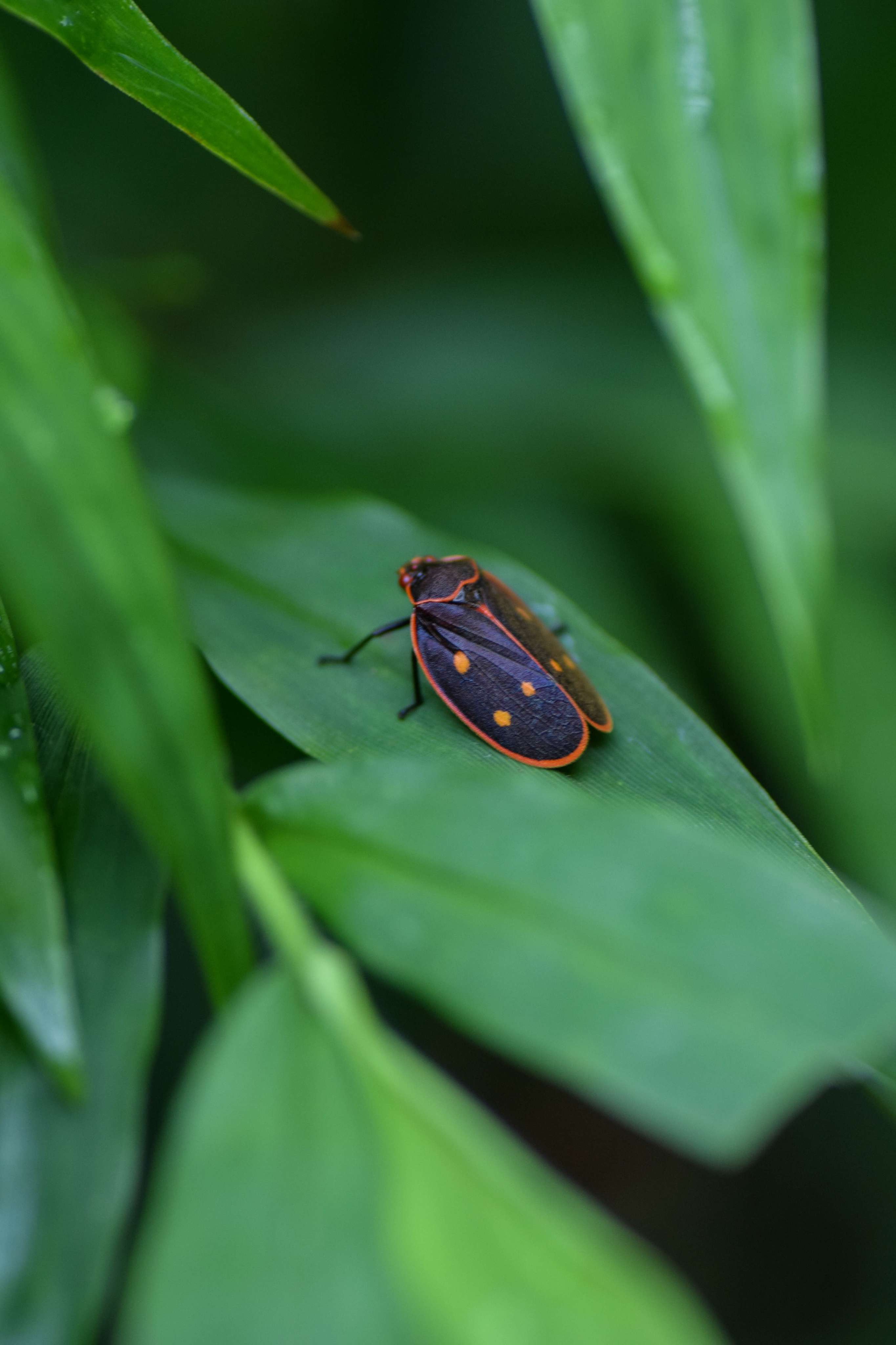 Spotted Tropical Froghopper