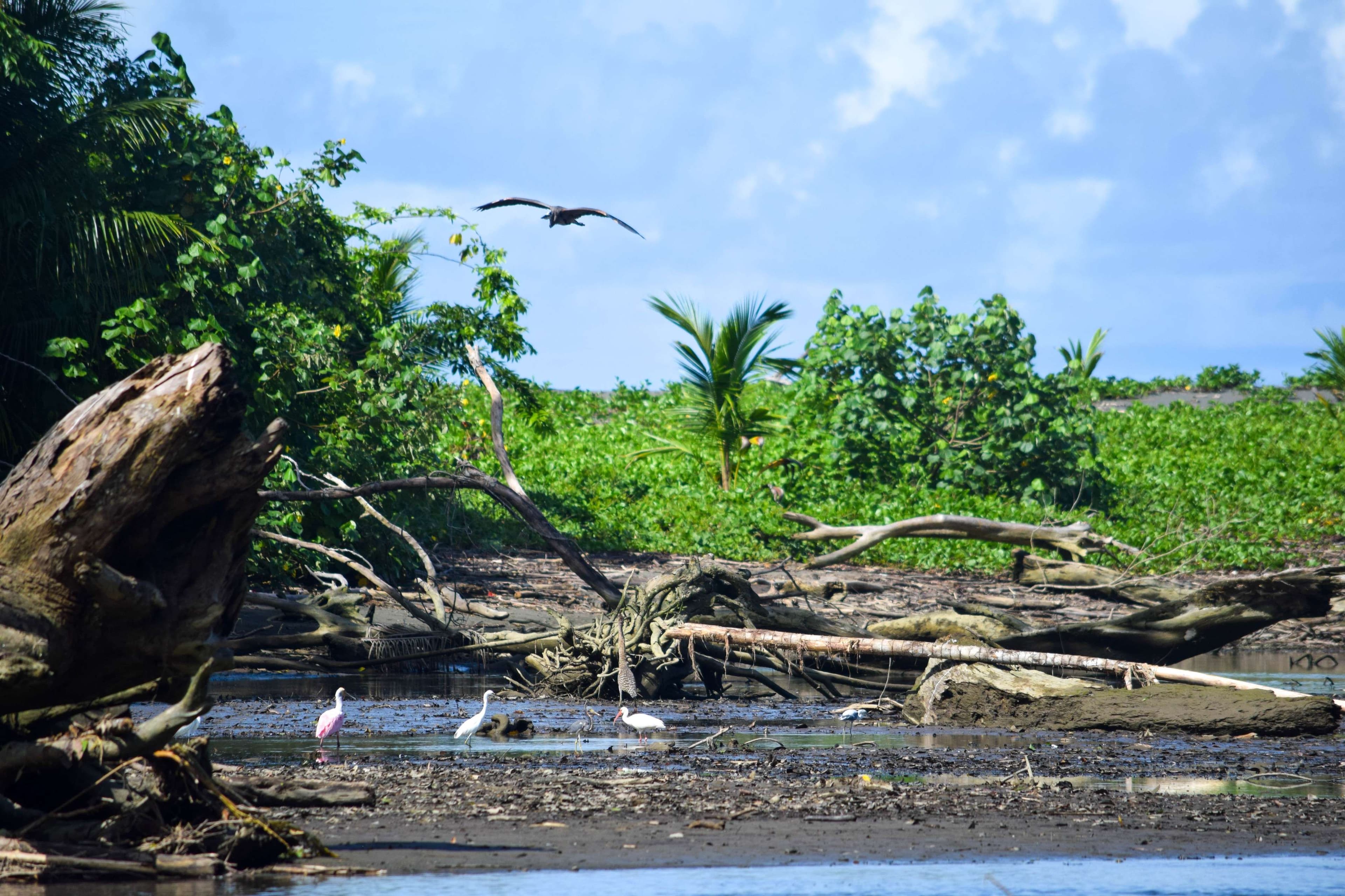 Rosette Spoonbill, Great Egrets, Zebra Heron above