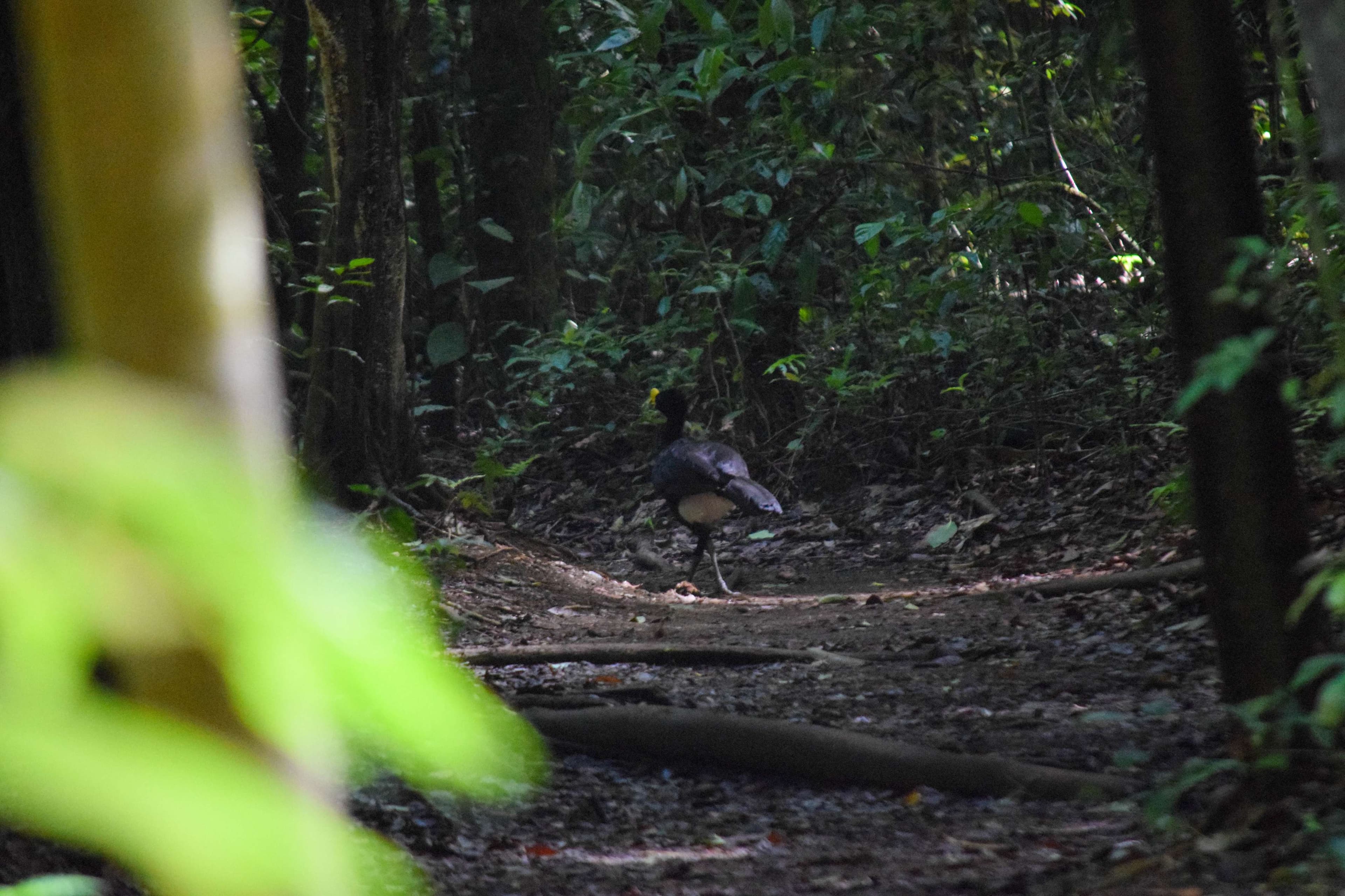Great Curassow