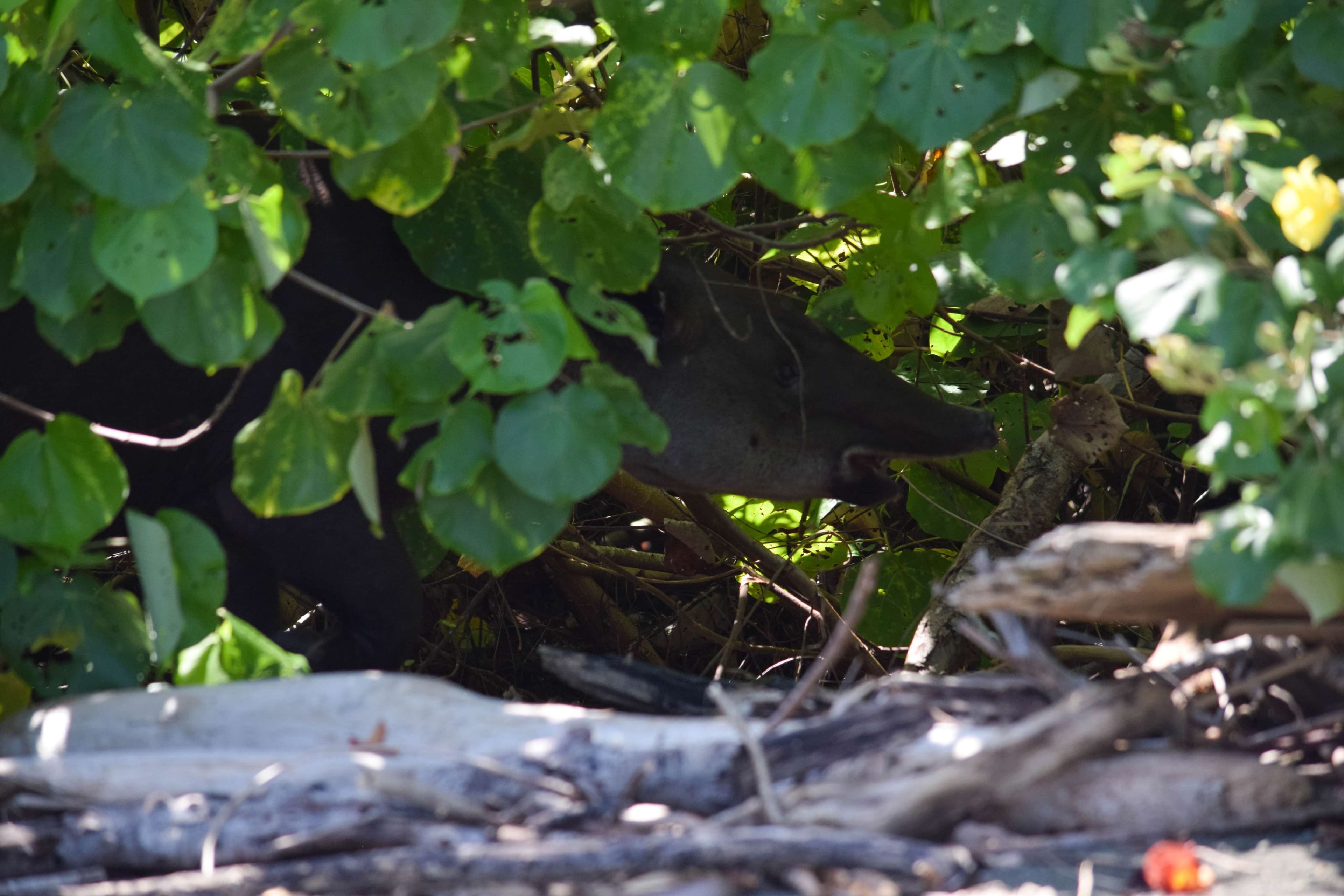 Central American Tapir