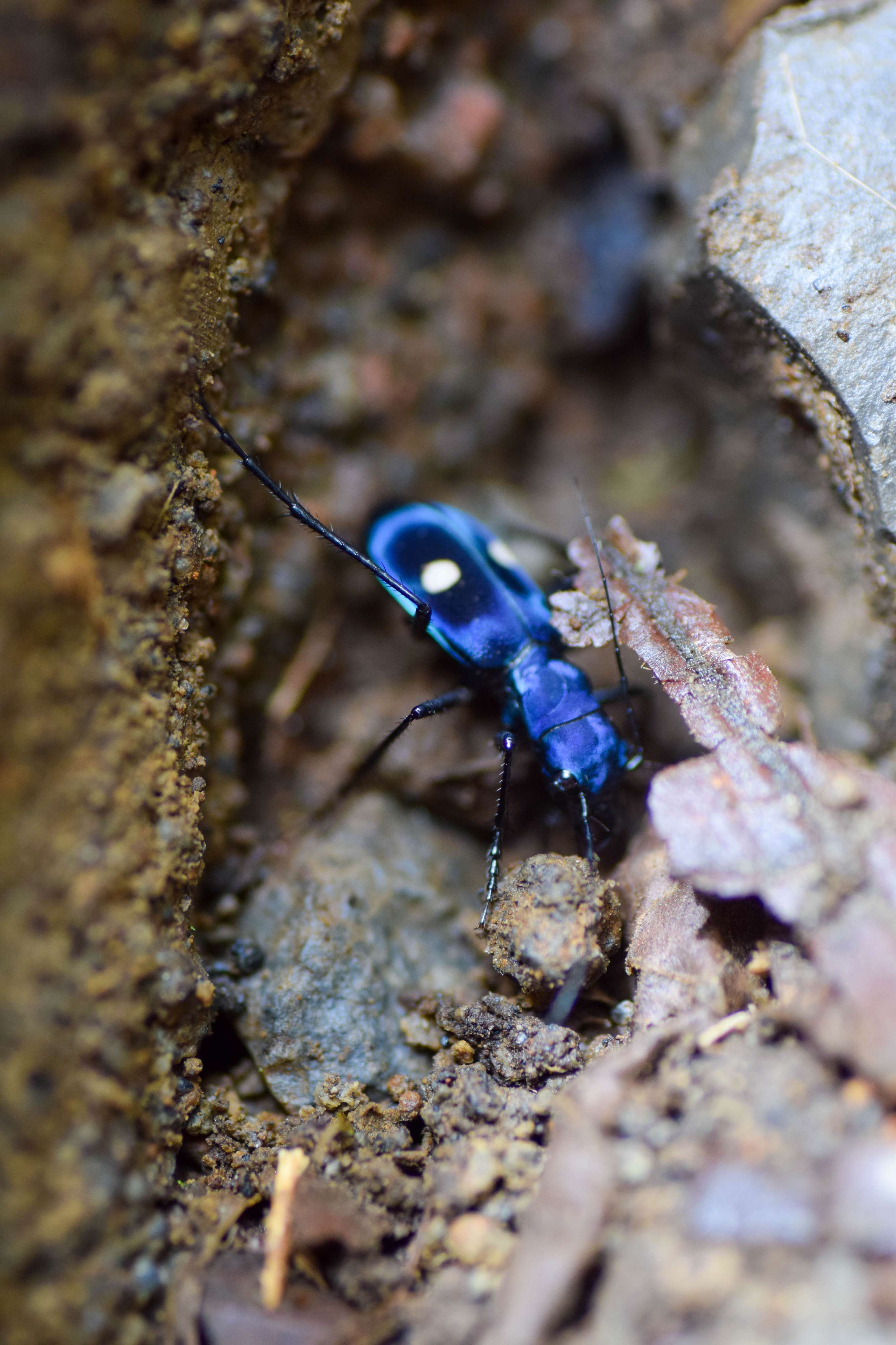 Two-spotted Tiger Beetle