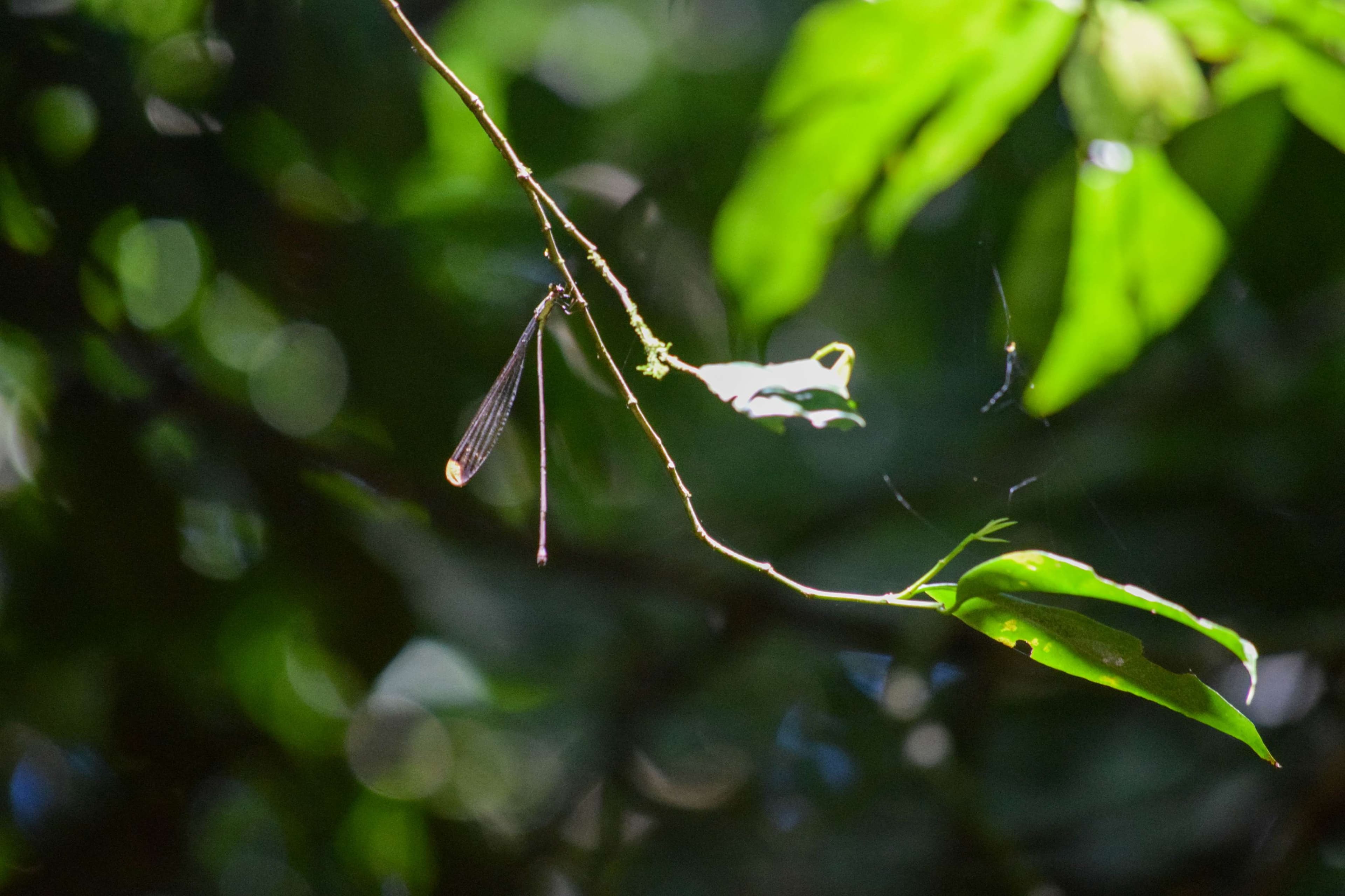 Giant Golden-winged Damselfly