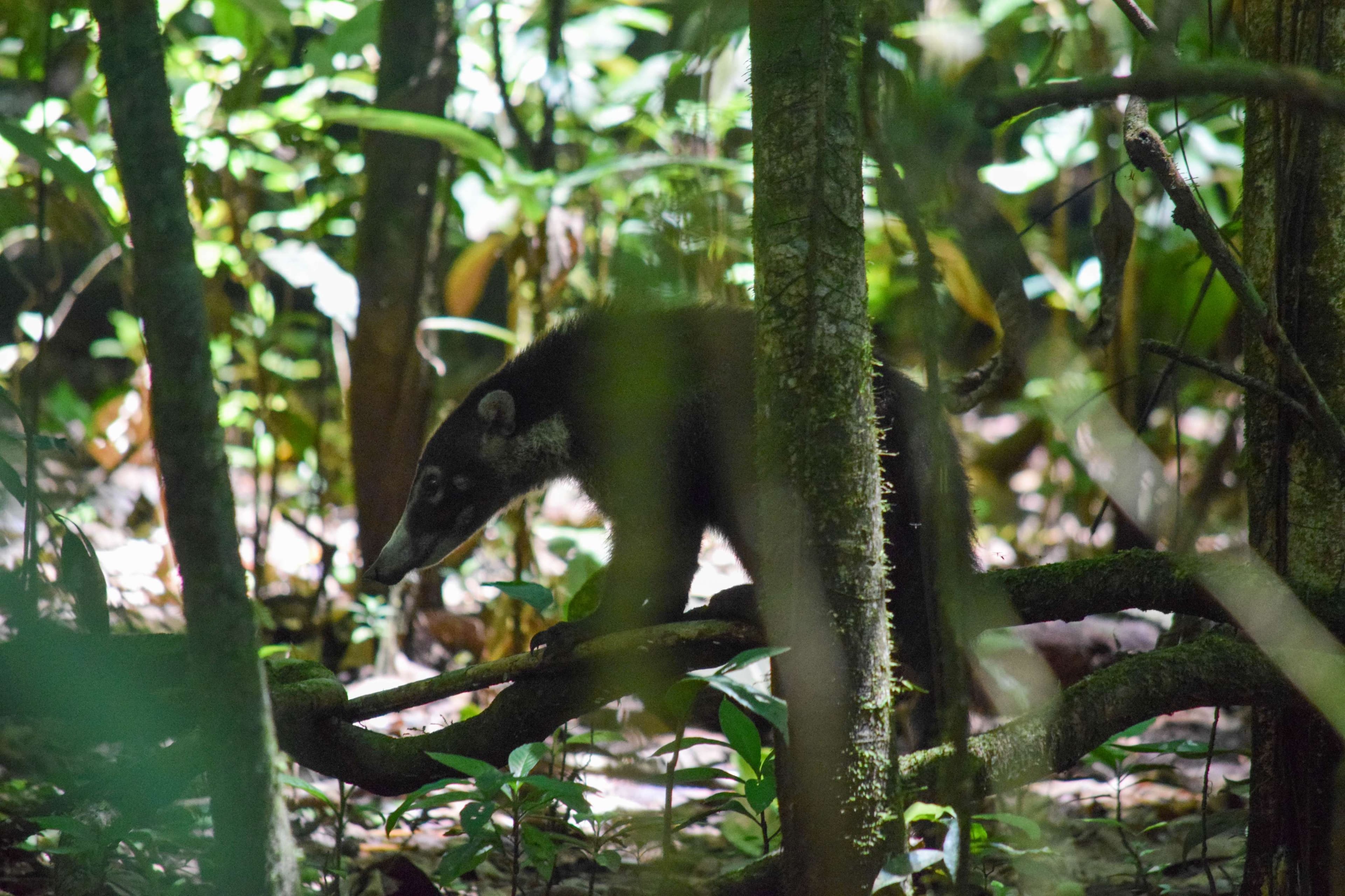 White-nosed Coati