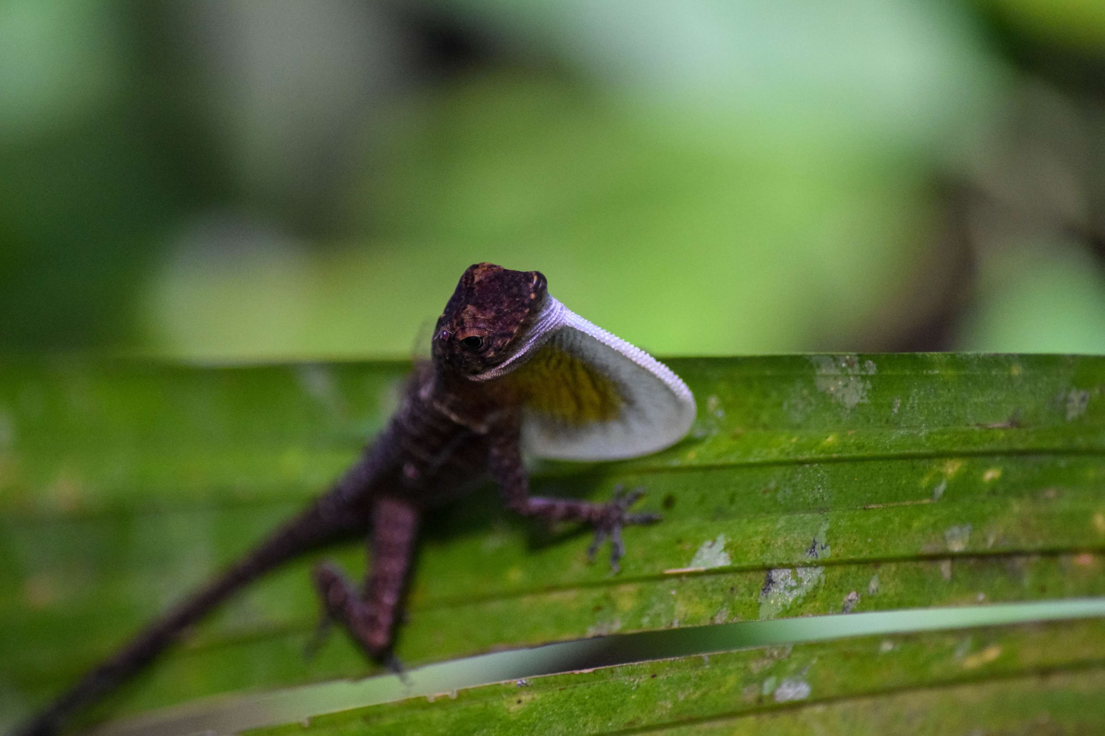 Many-scaled Anole