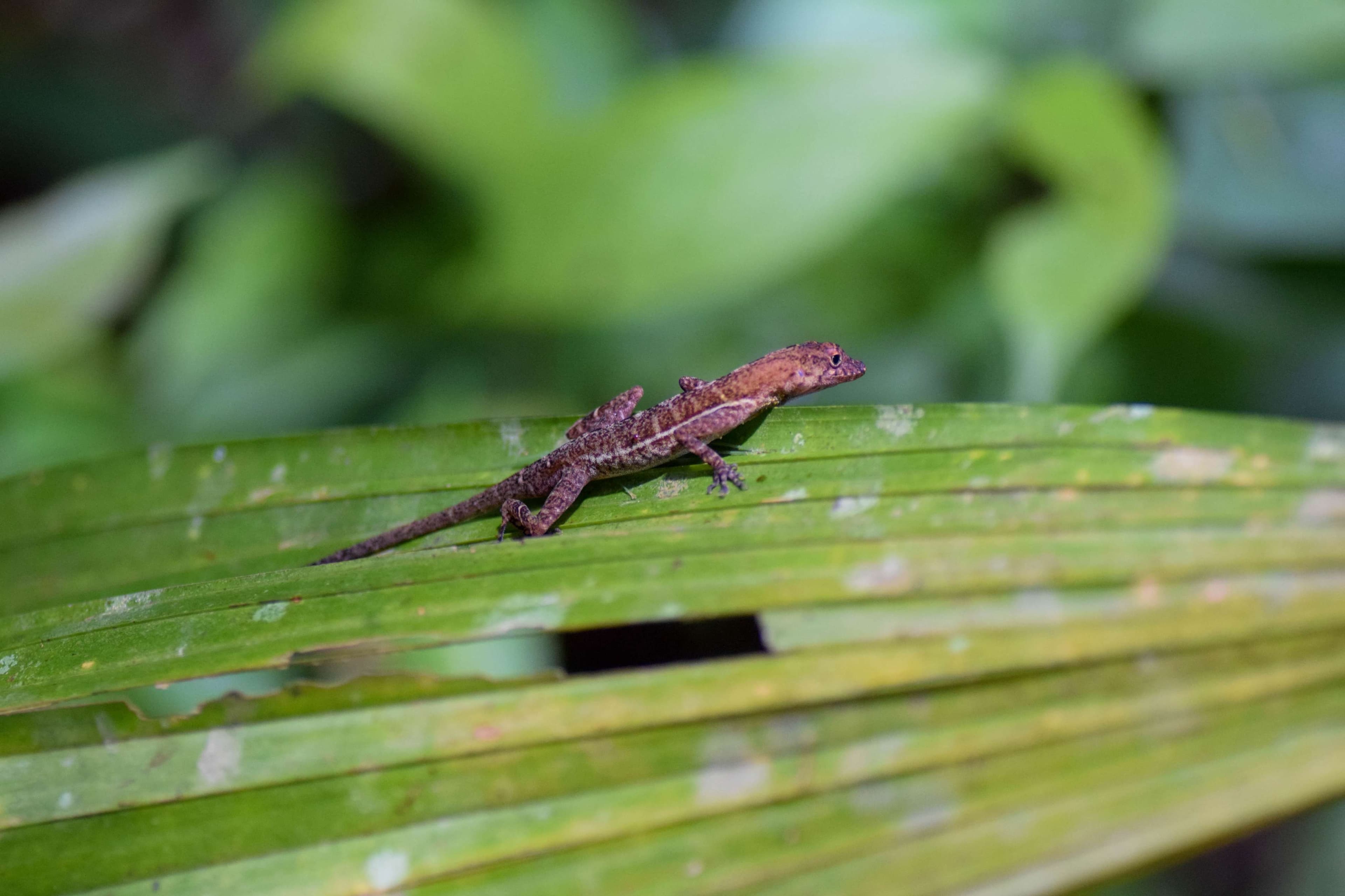 Anole