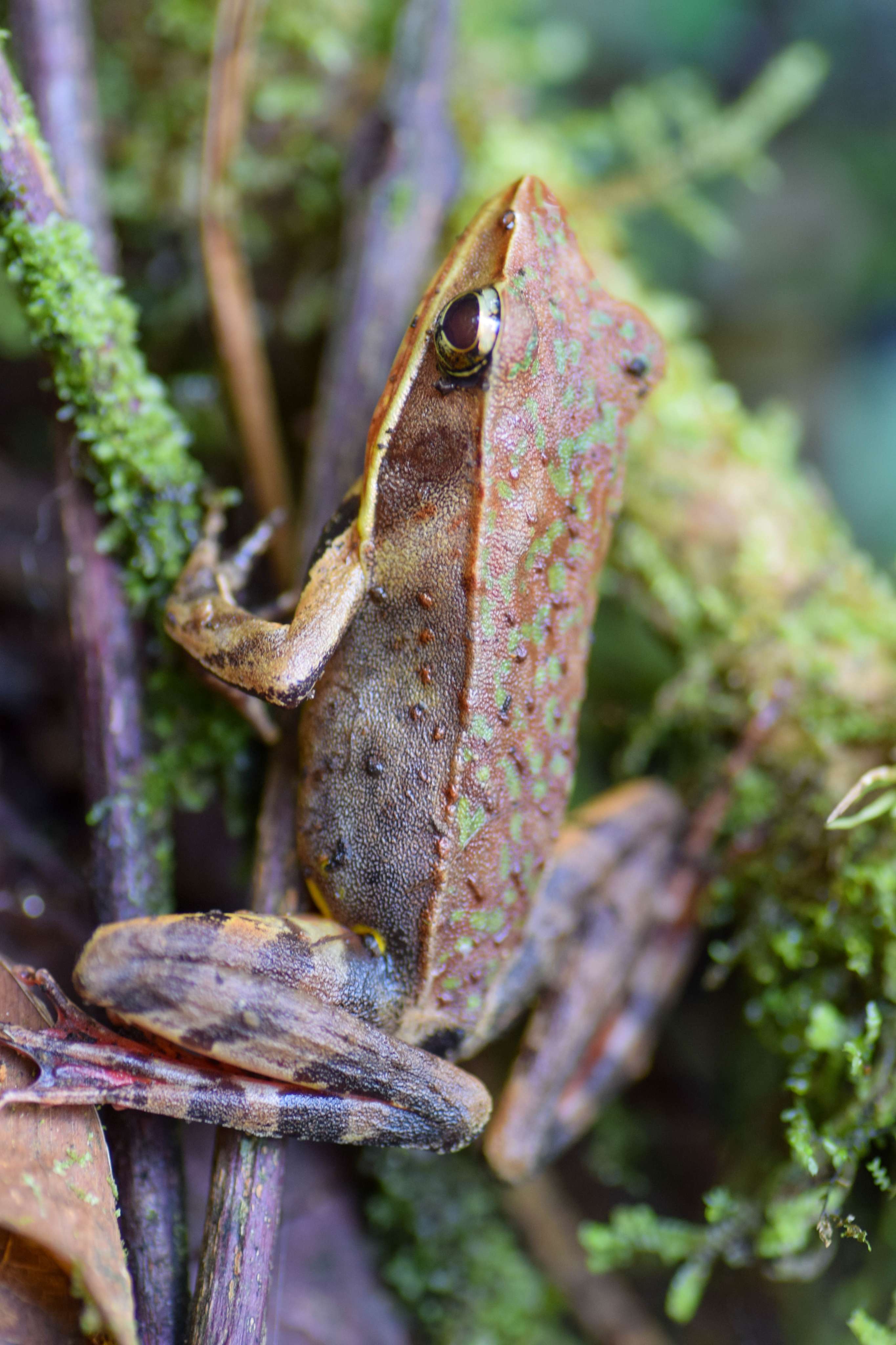 Brilliant Forest Frog