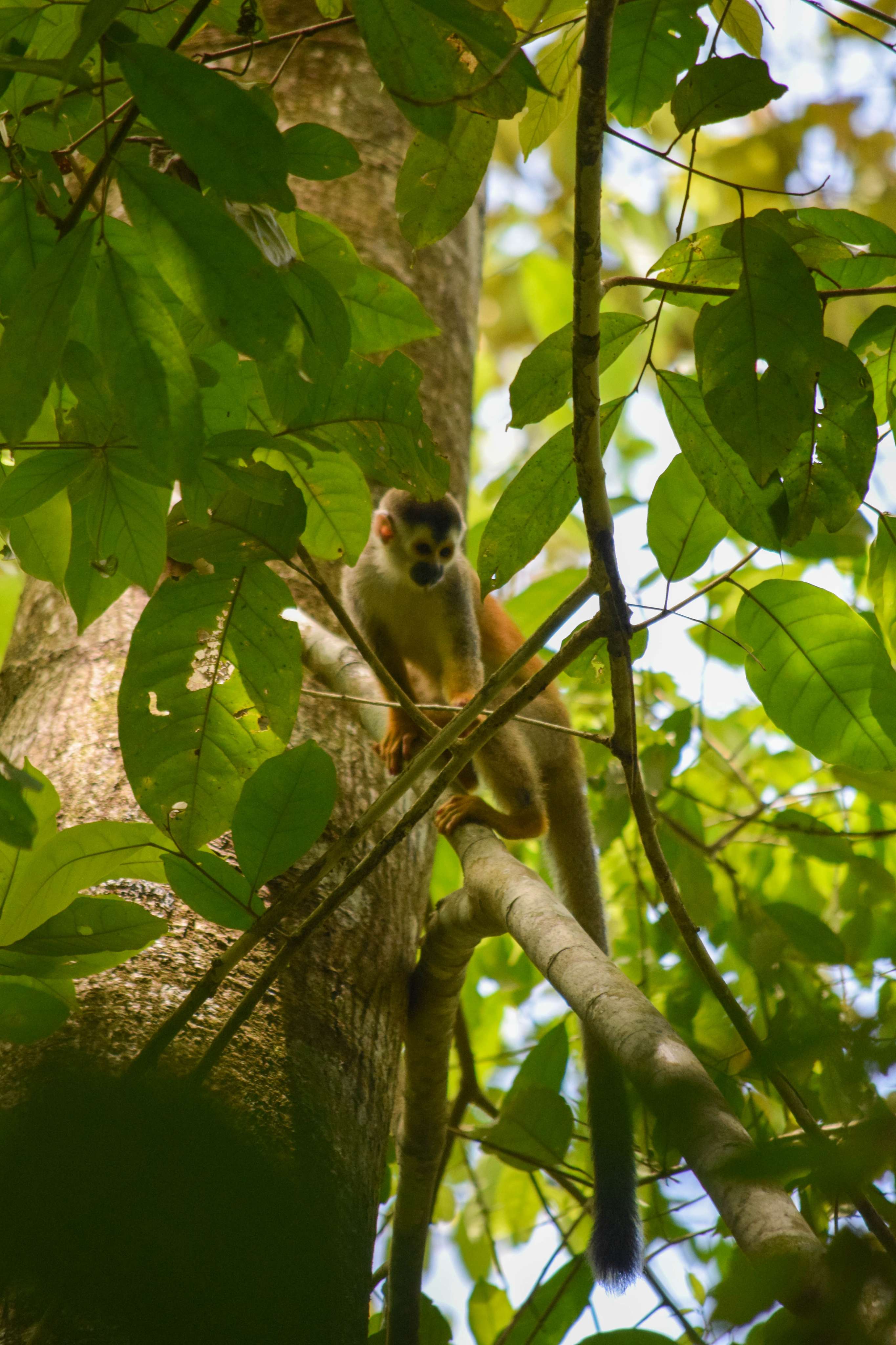 Central American Squirrel Monkey