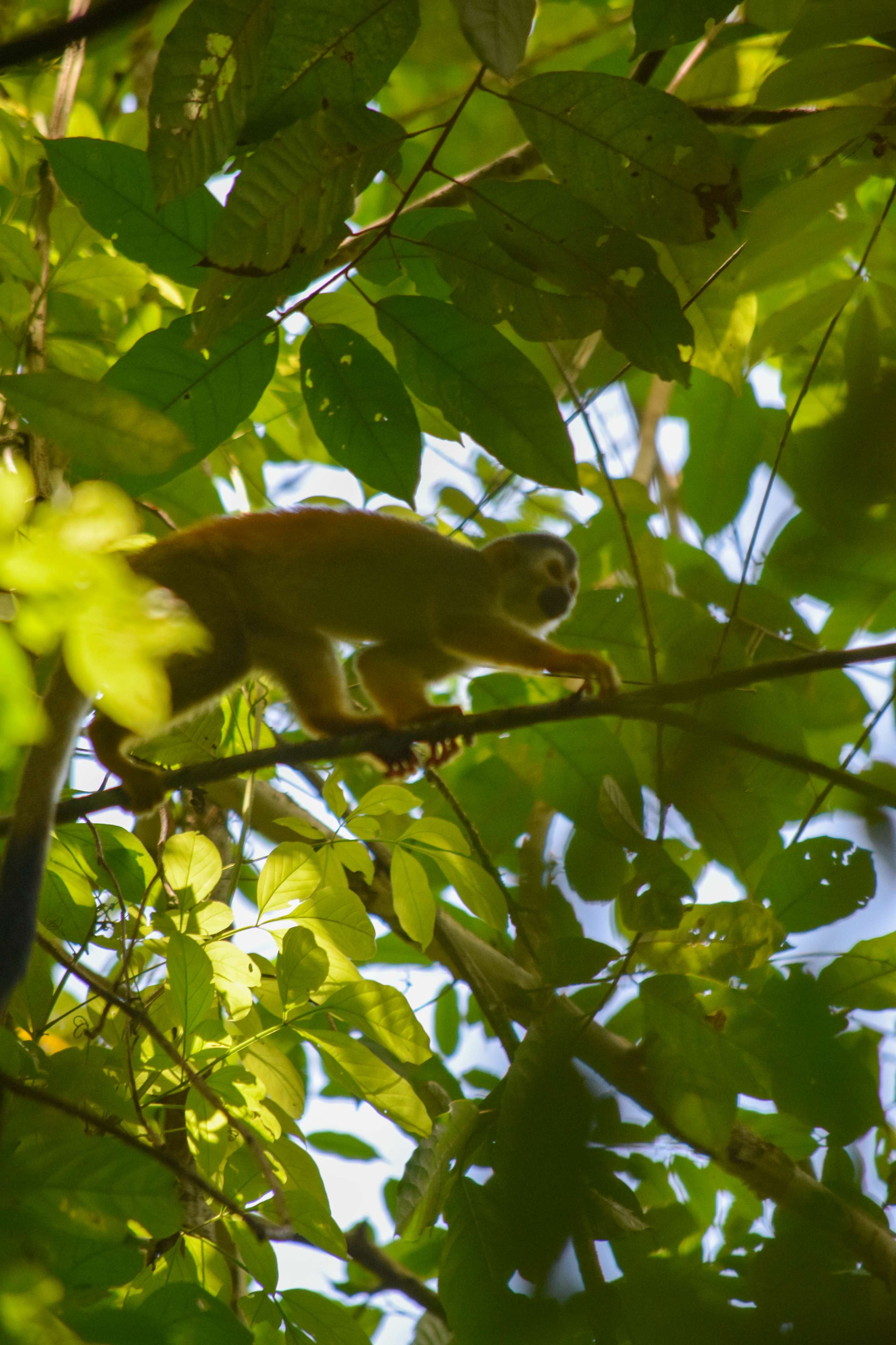 Central American Squirrel Monkey