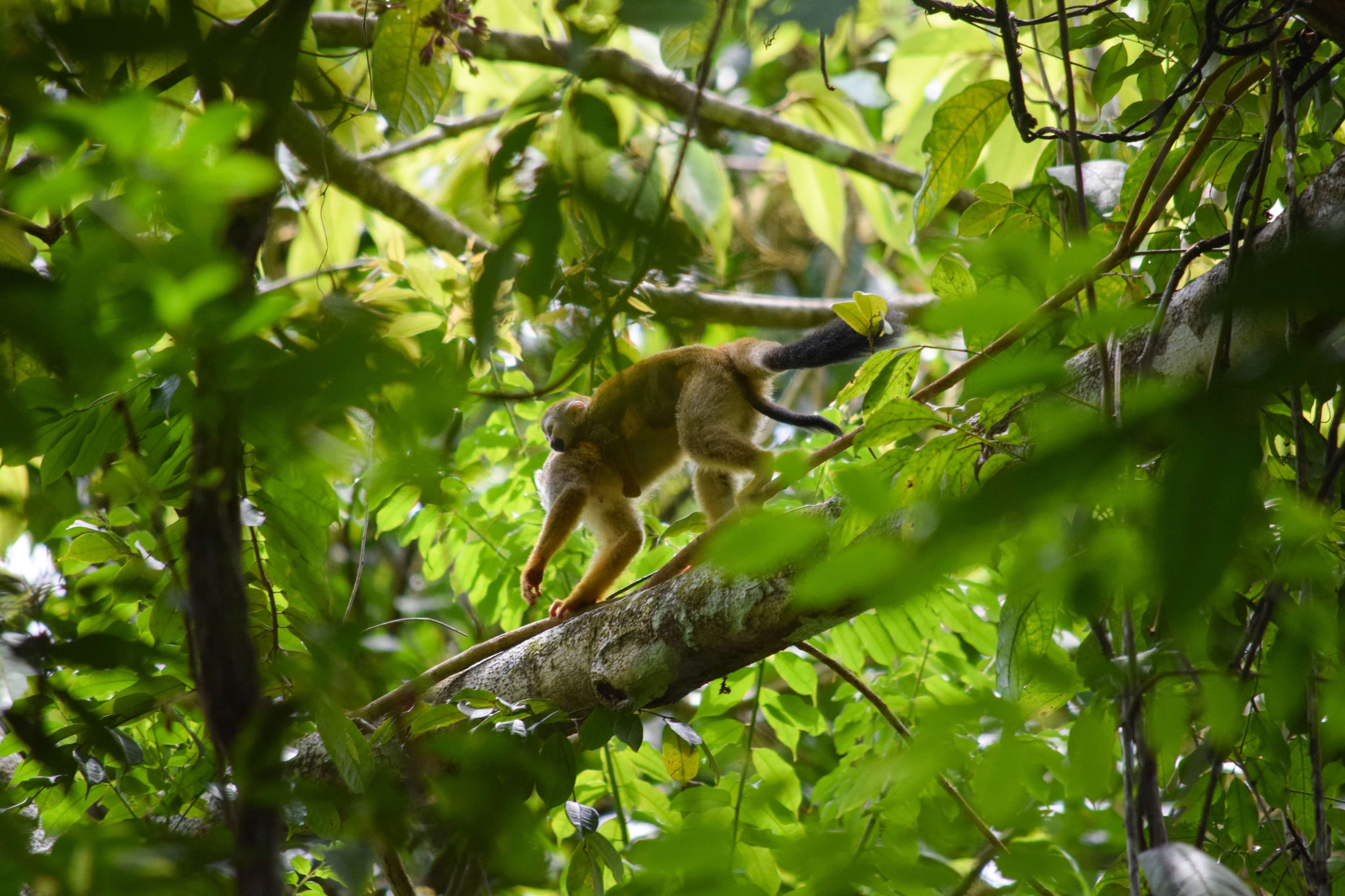 Central American Squirrel Monkey and baby!