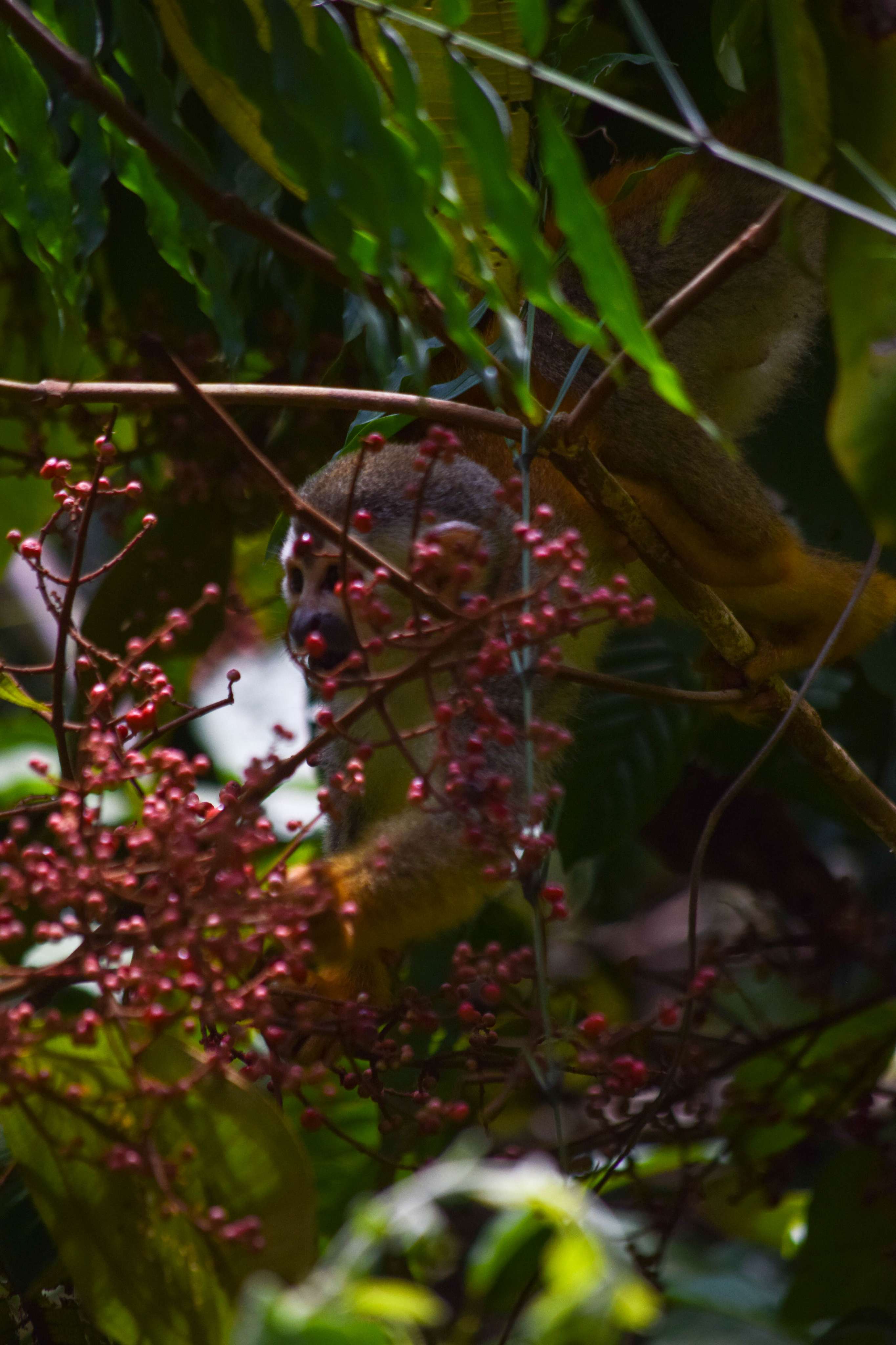 Central American Squirrel Monkey eating