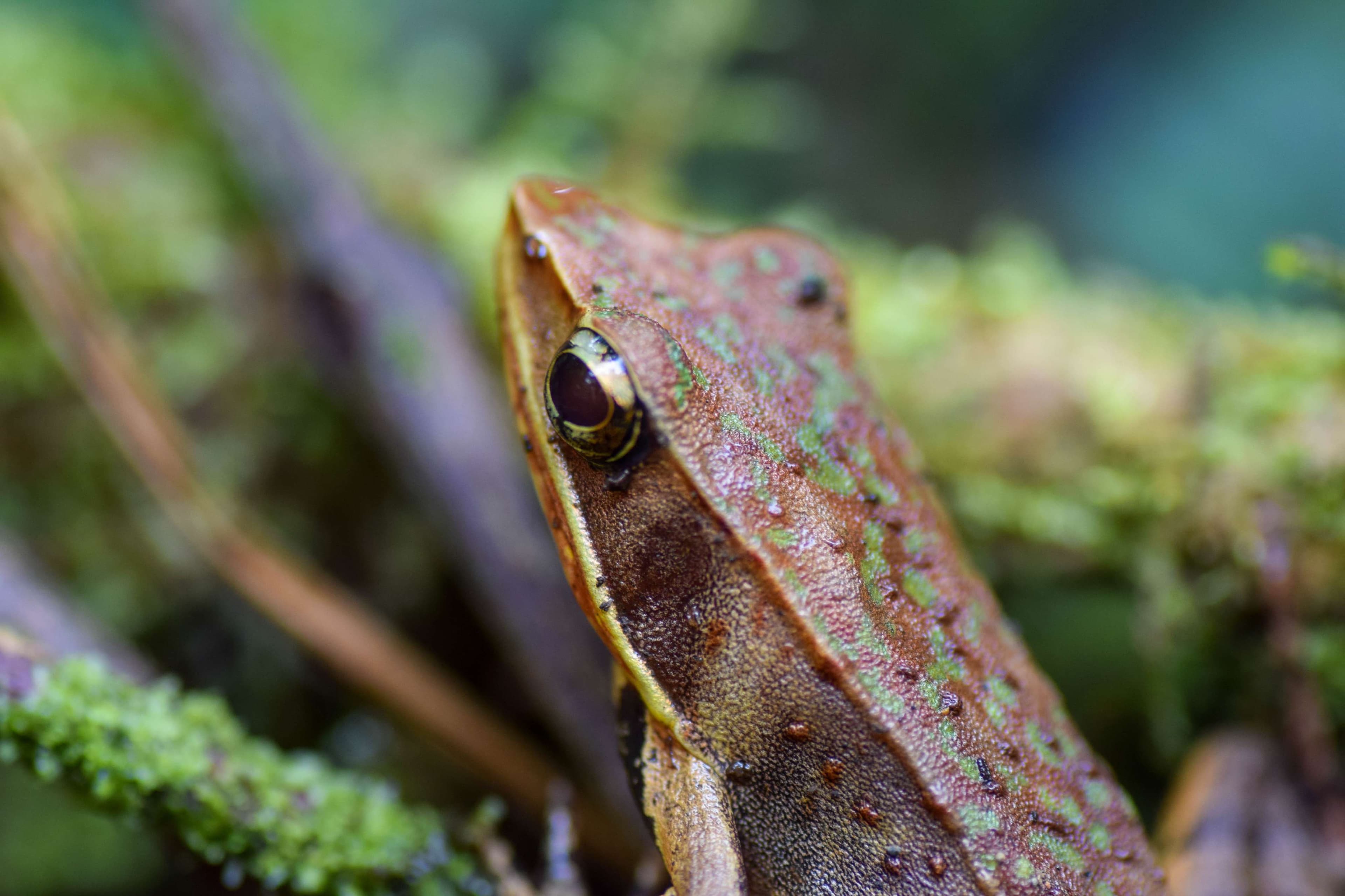 Brilliant Forest Frog