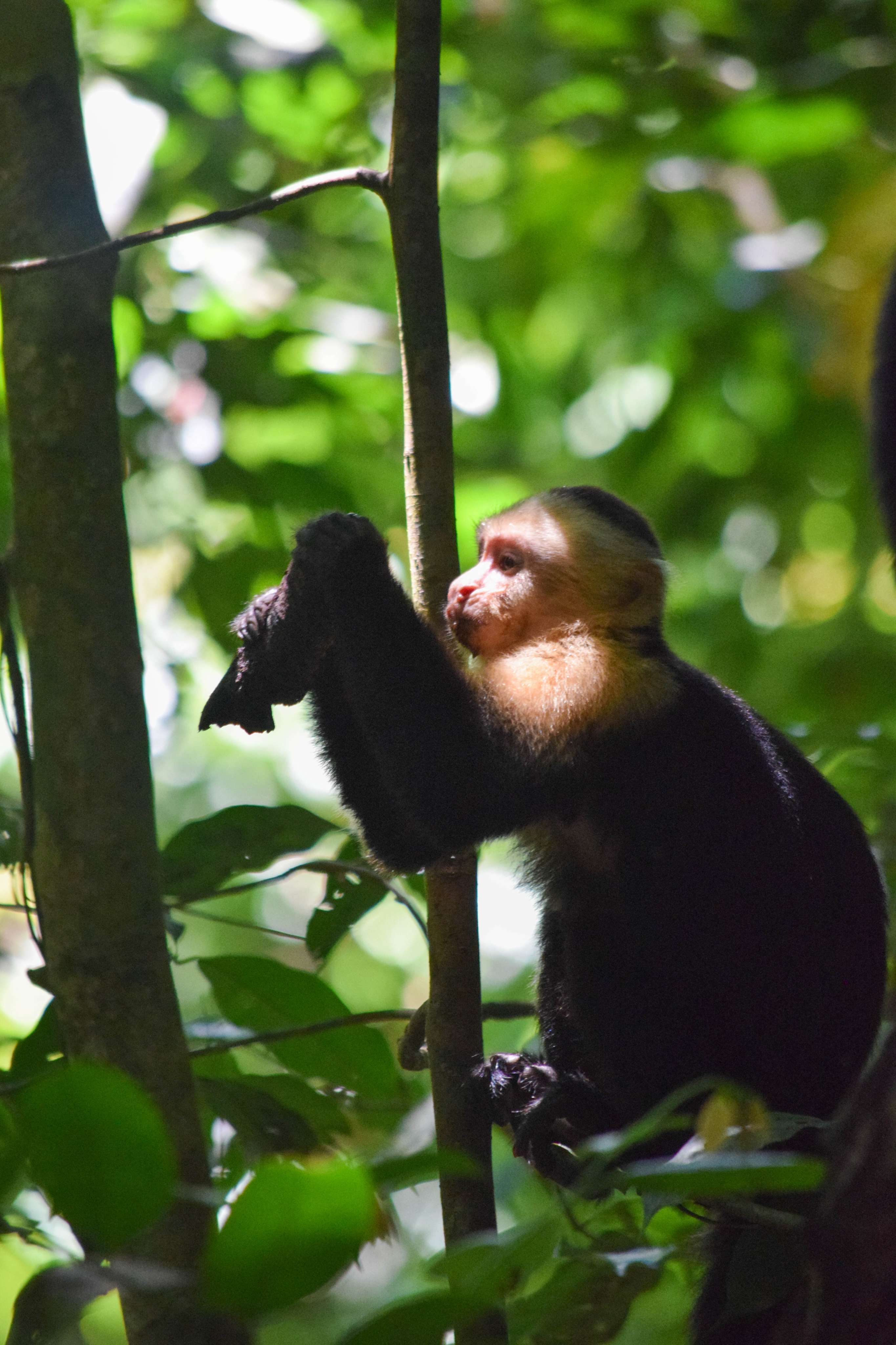 White-faced Capuchin Monkey